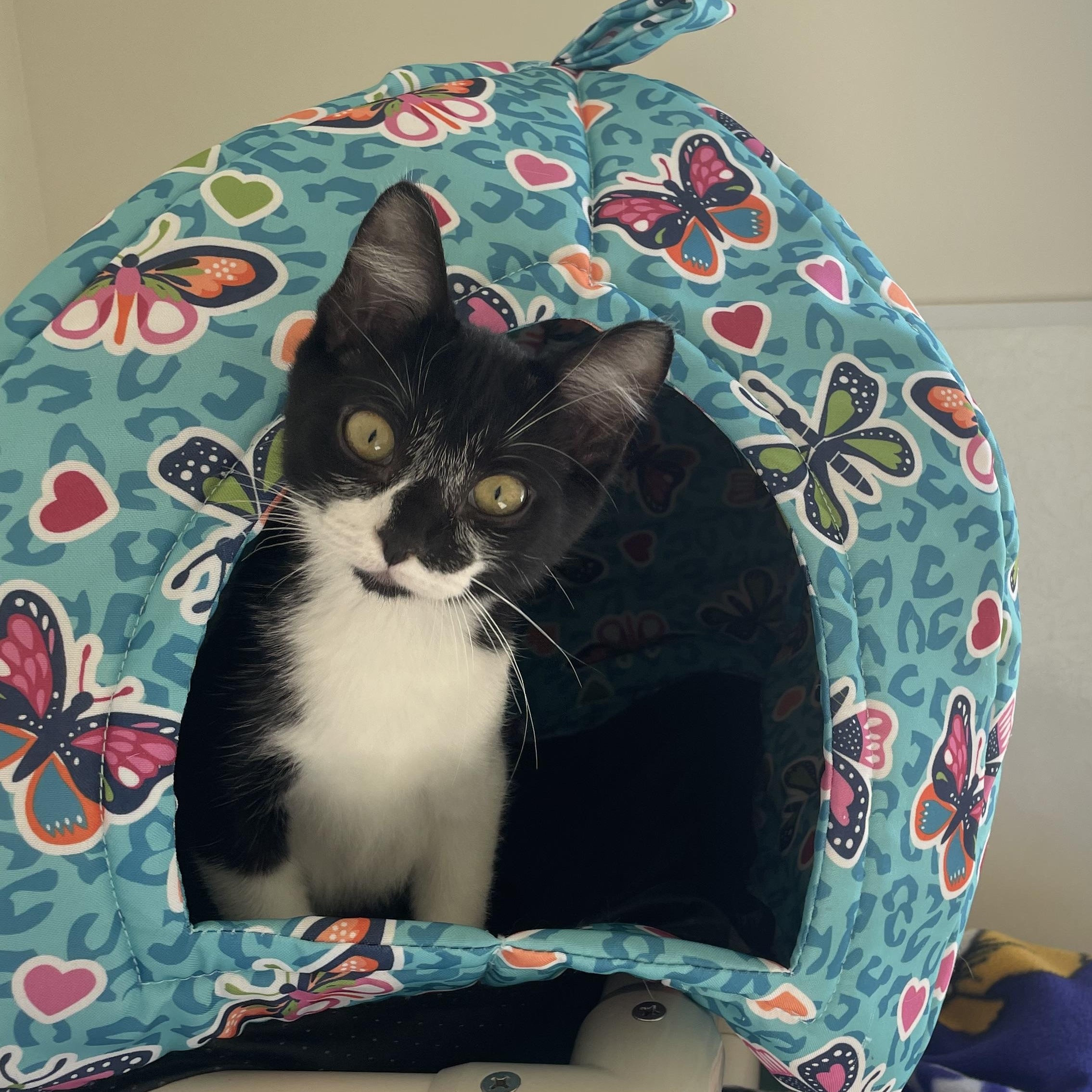 Prissy, ADOPTABLE, Young Female Domestic Short Hair.