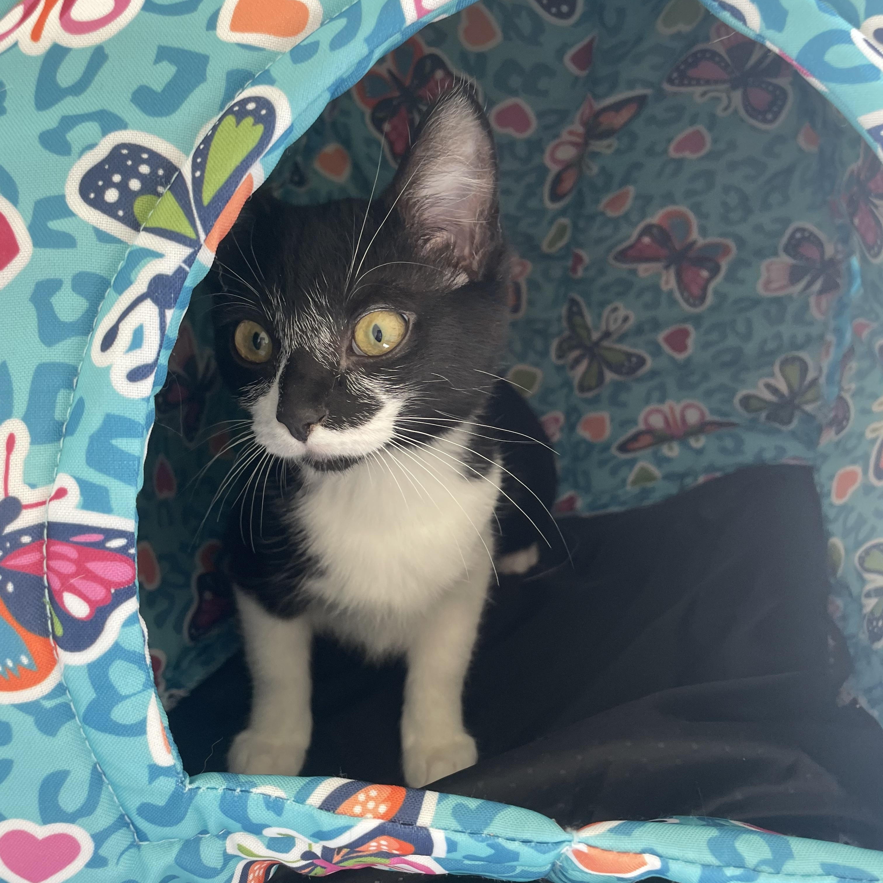 Enlarge Prissy, a ADOPTABLE Domestic Short Hair in Waldport, OR image 2/2