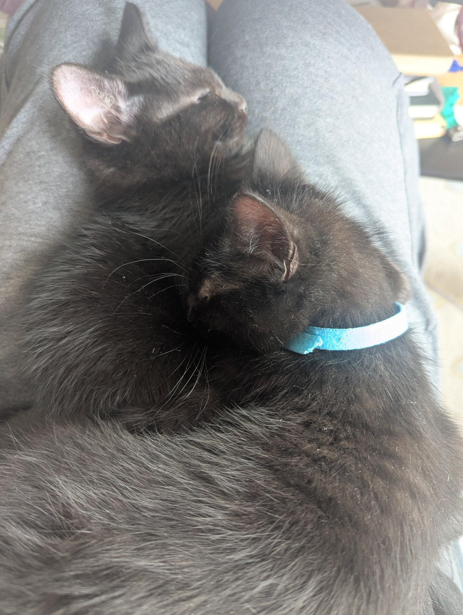 Barq and Dr. Pepp, Adoptable, Kitten Male Domestic Short Hair.