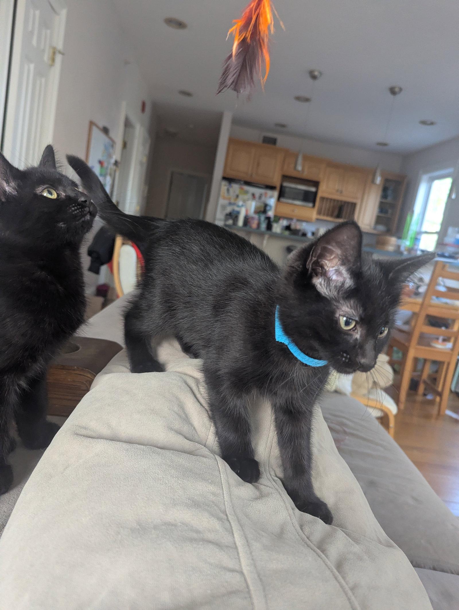 Enlarge Barq and Dr. Pepp, a Adoptable Domestic Short Hair in Somerville, MA image 3/3