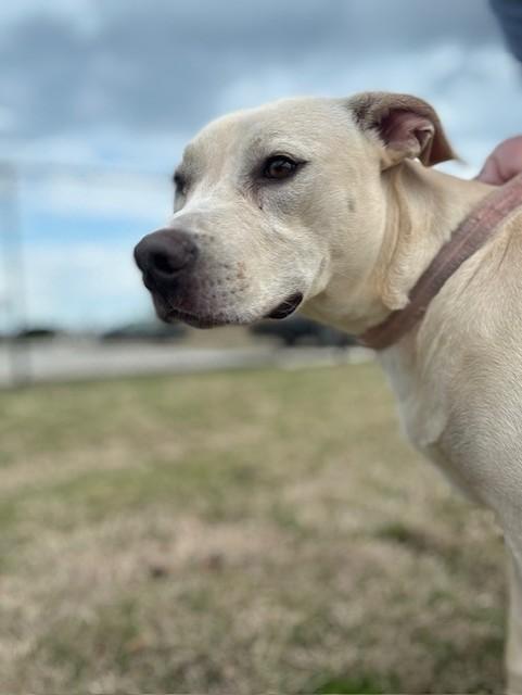 YOSHI, a ADOPTABLE mixed breed in Lynn Haven, FL image 3/6