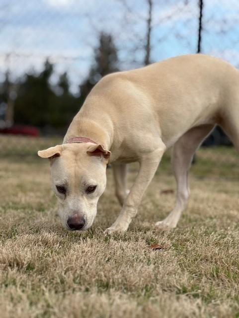 YOSHI, a ADOPTABLE mixed breed in Lynn Haven, FL image 5/6