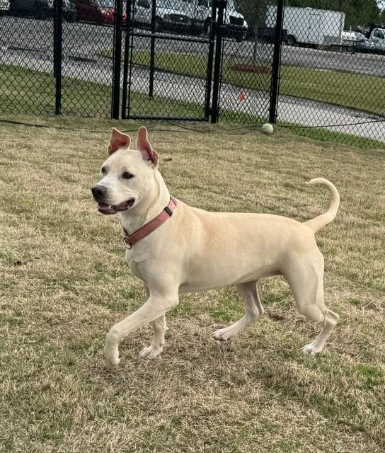 YOSHI, a ADOPTABLE mixed breed in Lynn Haven, FL image 4/6