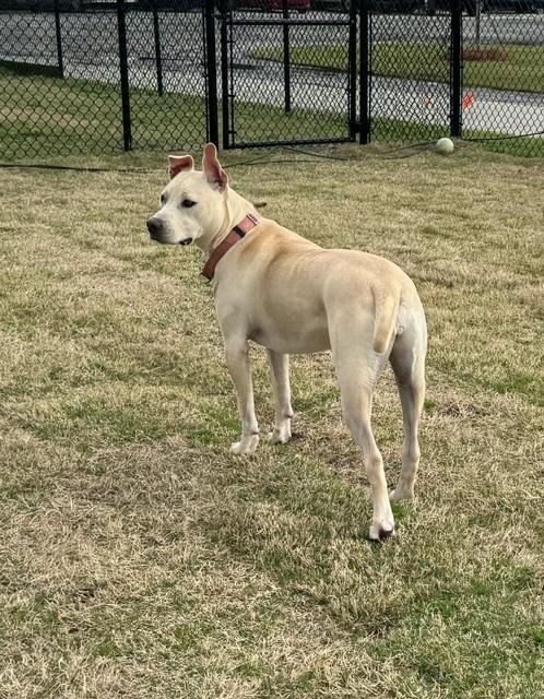 YOSHI, a ADOPTABLE mixed breed in Lynn Haven, FL image 1/6