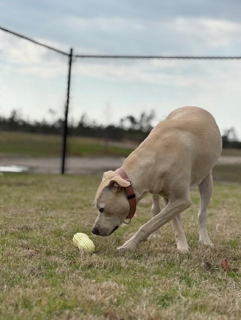 YOSHI, a ADOPTABLE mixed breed in Lynn Haven, FL image 2/6
