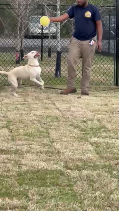 Enlarge YOSHI, a ADOPTABLE mixed breed in Lynn Haven, FL video 6/6