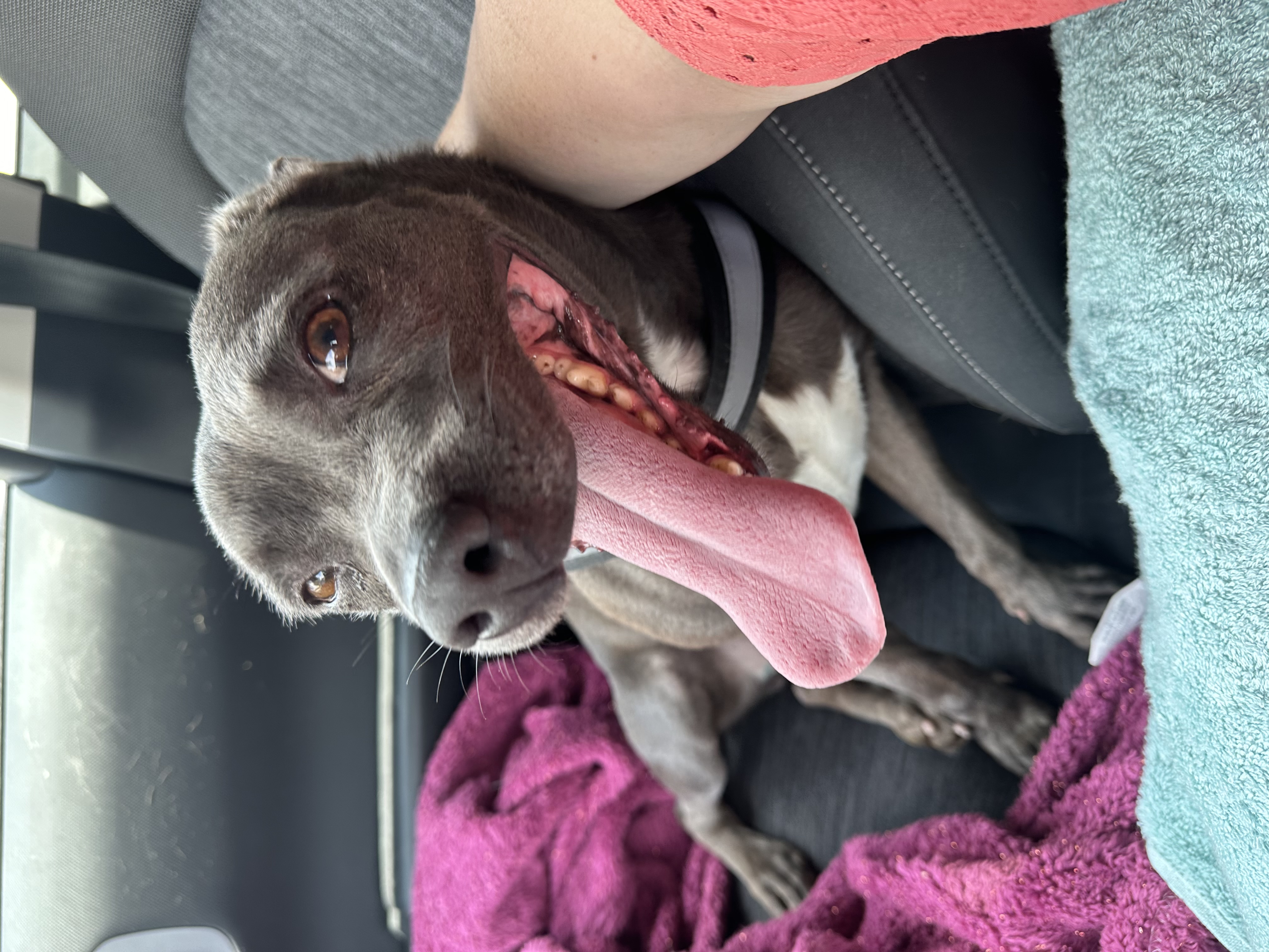 Sprout, a Adoptable Terrier in Dunn, NC image 3/6