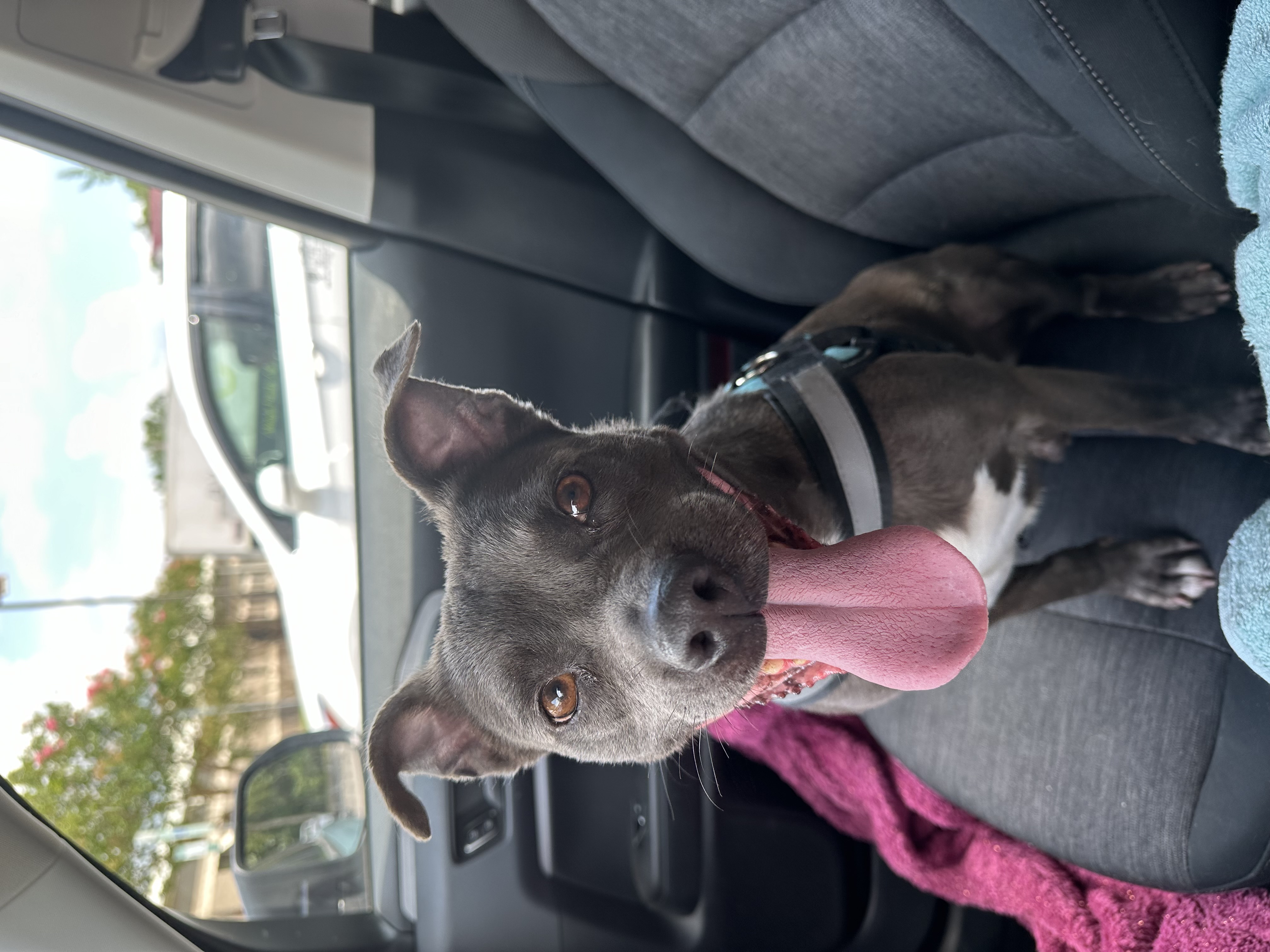 Sprout, a Adoptable Terrier in Dunn, NC image 1/6