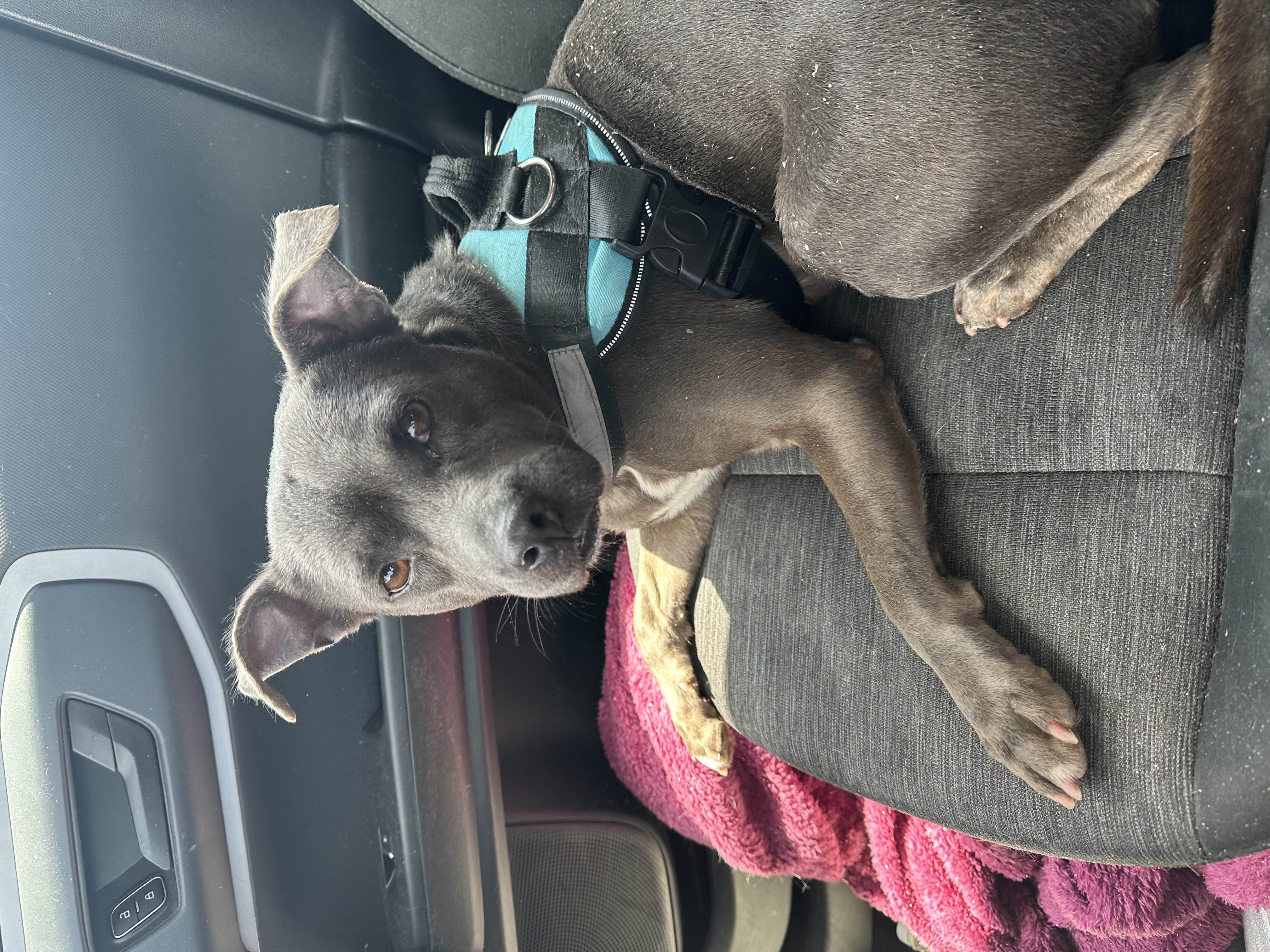 Sprout, a Adoptable Terrier in Dunn, NC image 4/6