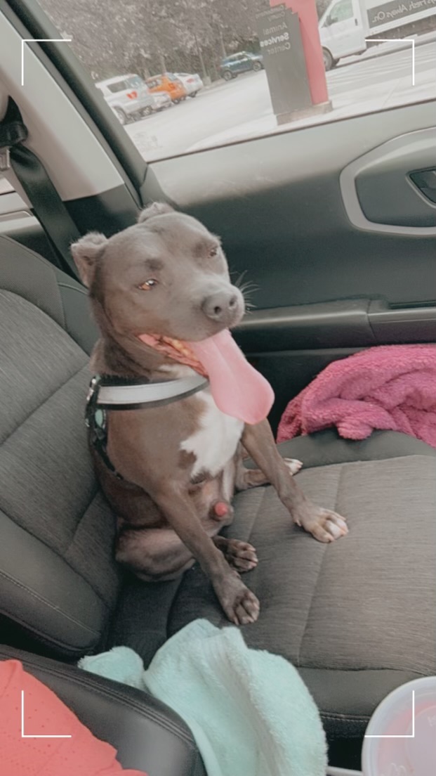 Sprout, a Adoptable Terrier in Dunn, NC image 5/6