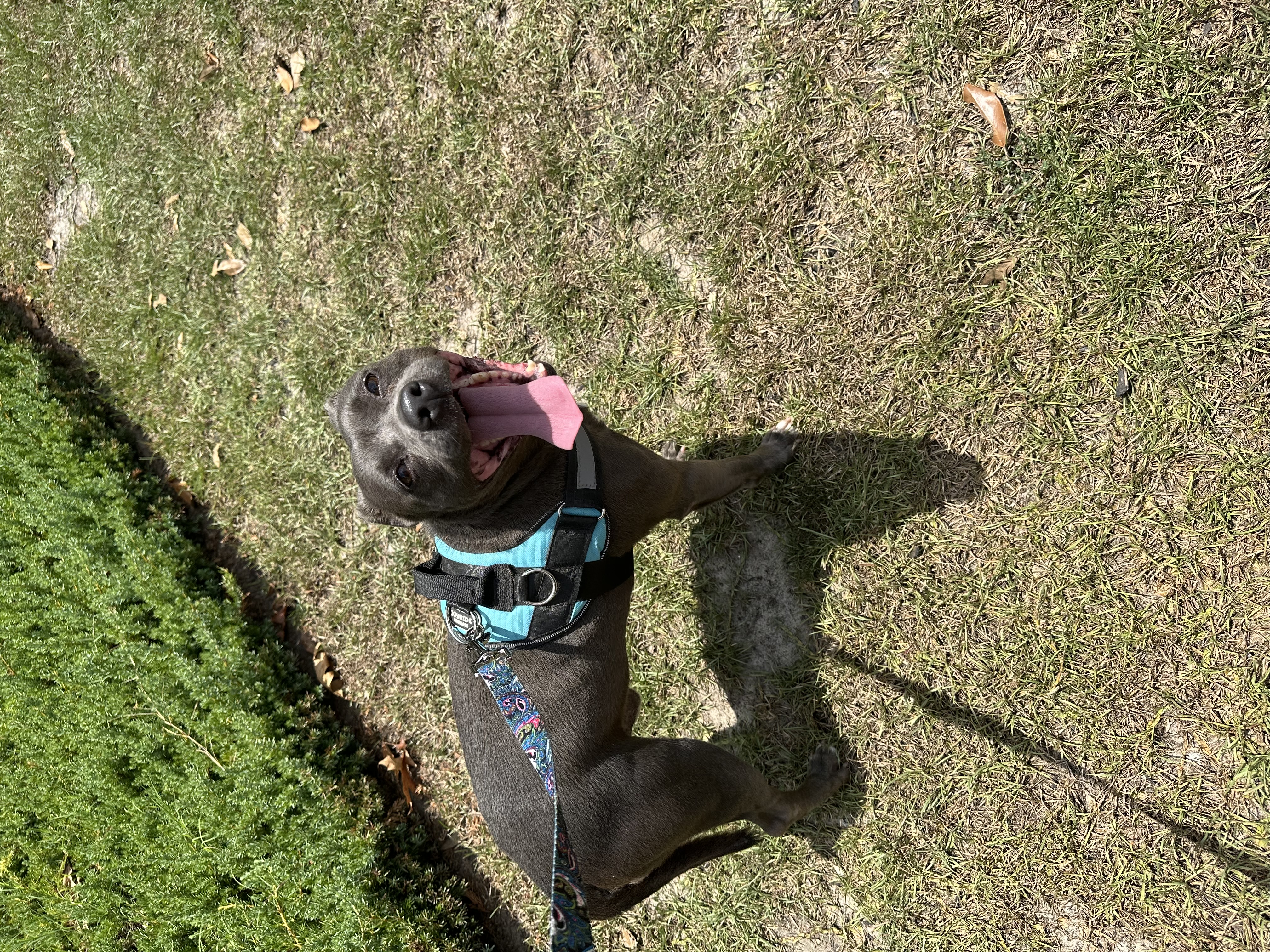 Sprout, a Adoptable Terrier in Dunn, NC image 2/6