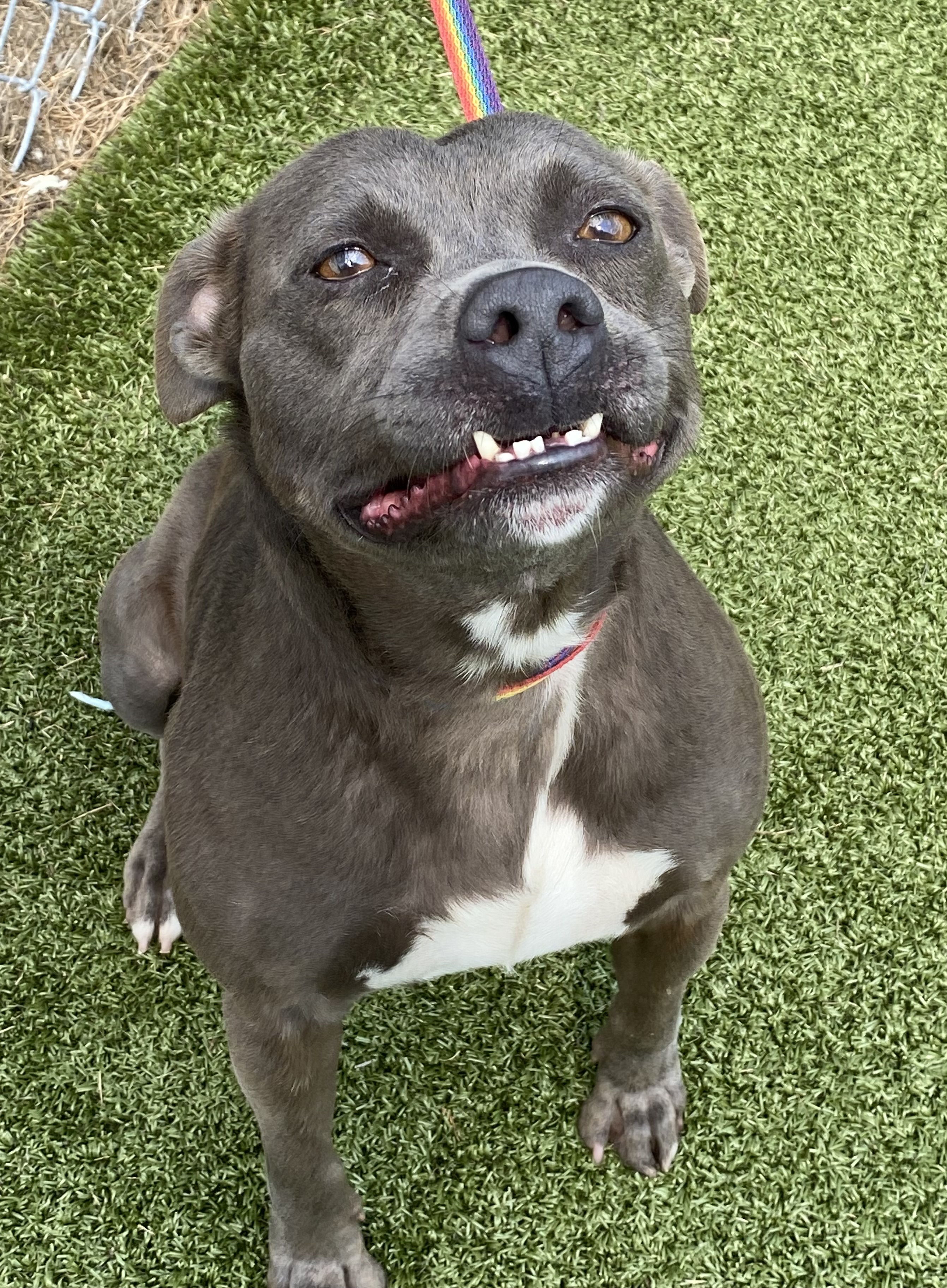Sprout, a Adoptable Terrier in Dunn, NC image 6/6