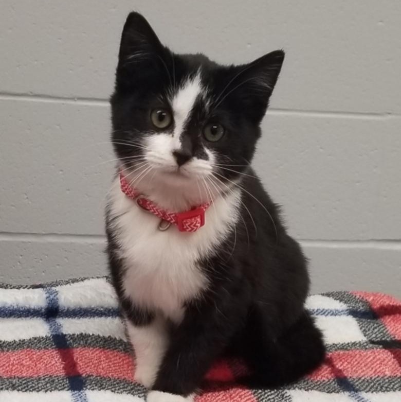 Enlarge Tater, a Adoptable Domestic Short Hair in Greensburg, PA image 4/5