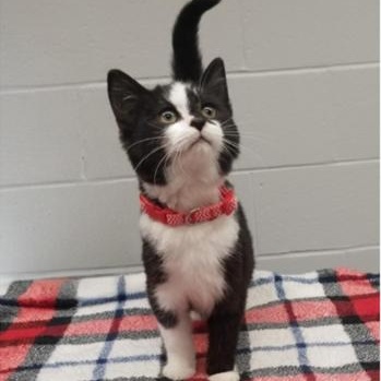 Enlarge Tater, a Adoptable Domestic Short Hair in Greensburg, PA image 5/5