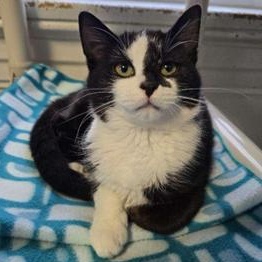 Enlarge Tater, a Adoptable Domestic Short Hair in Greensburg, PA image 1/5