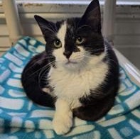 Enlarge Tater, a Adoptable Domestic Short Hair in Greensburg, PA image 3/5