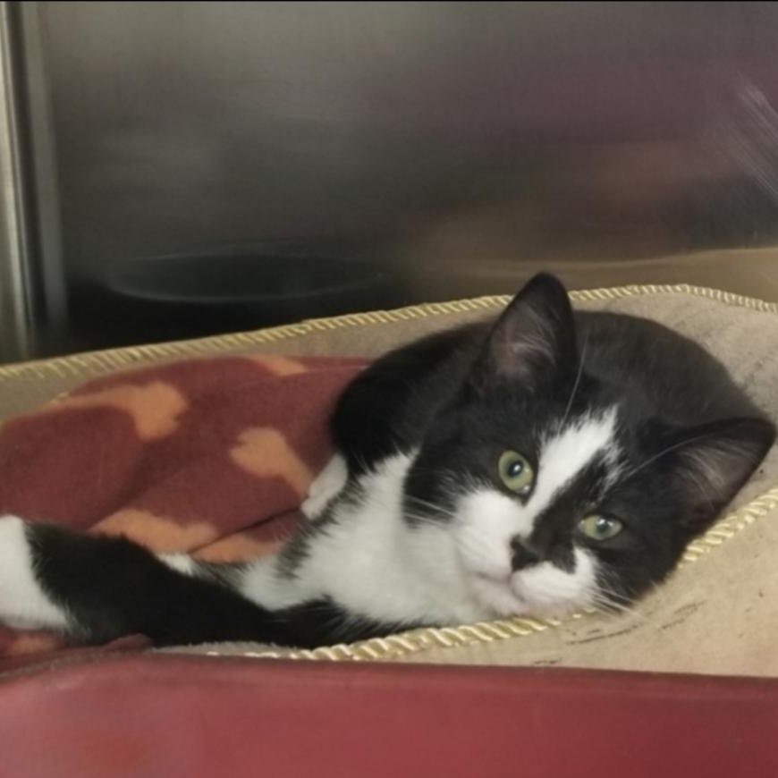 Enlarge Tater, a Adoptable Domestic Short Hair in Greensburg, PA image 2/5