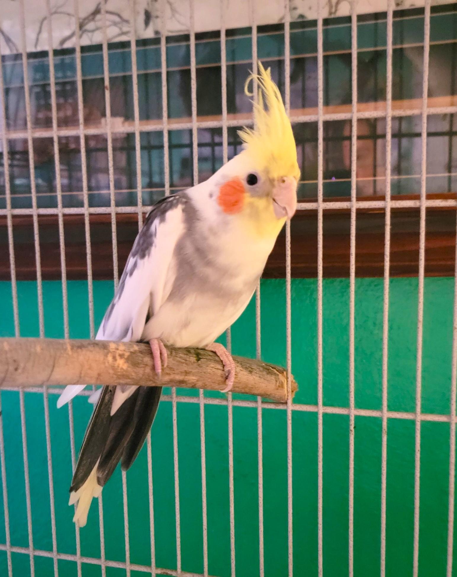 Riley, an adopted Cockatiel in Washoe Valley, NV image 1/2
