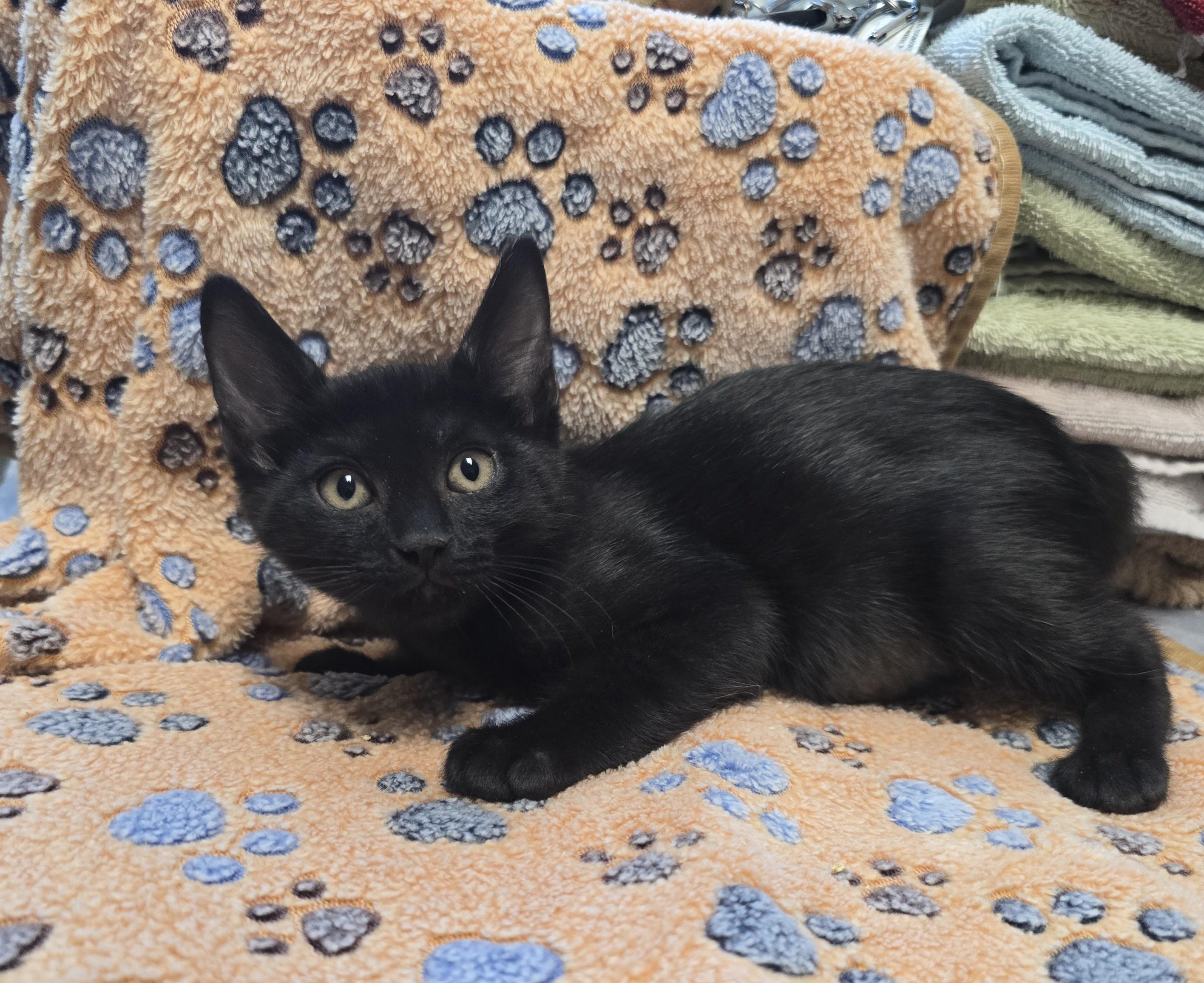 Enlarge Galleria, a ADOPTABLE mixed breed in Friendswood, TX image 1/1