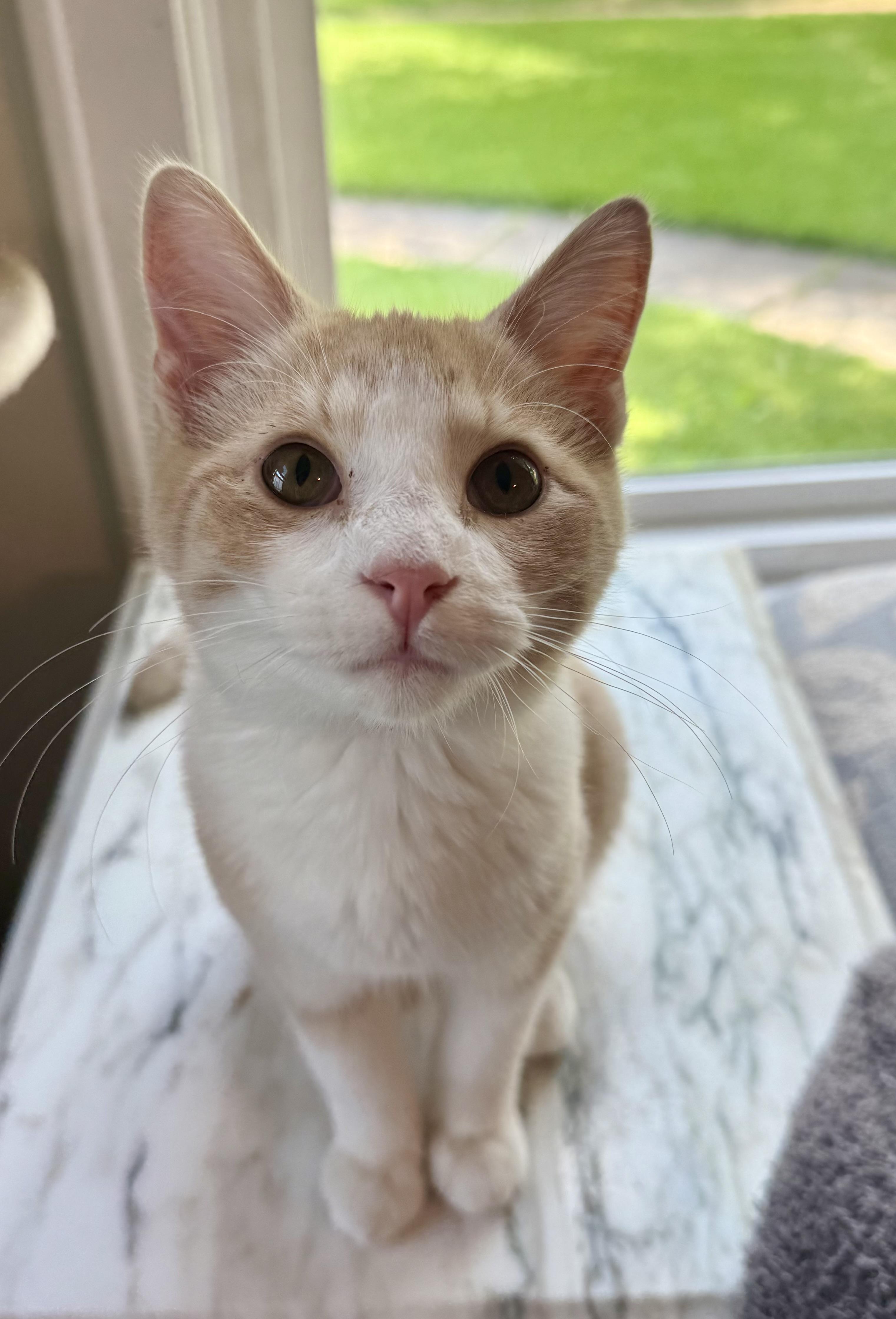 Flynn, a ADOPTABLE Domestic Short Hair in Shreveport, LA image 2/2