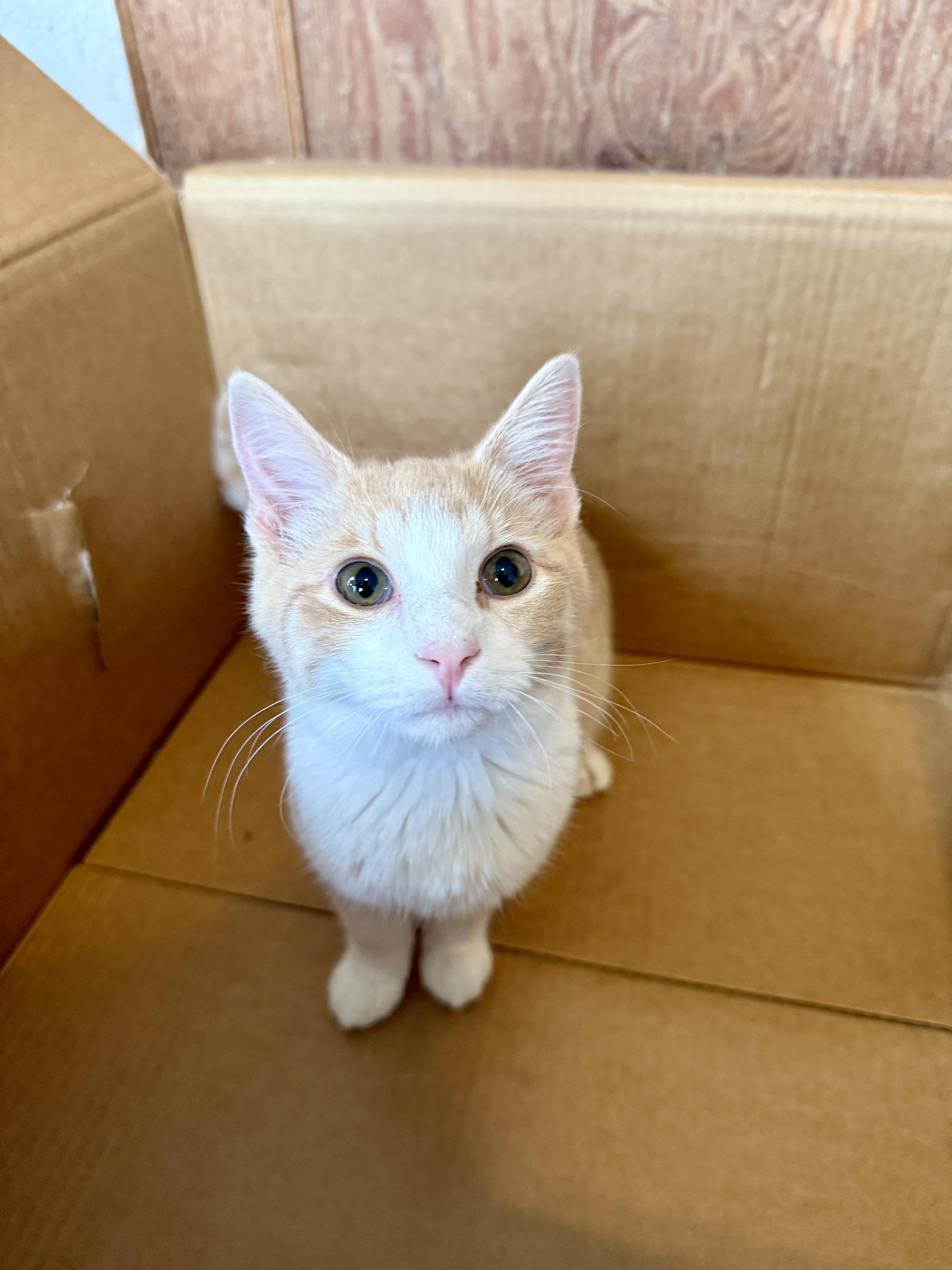 Flynn, ADOPTABLE, Young Male Domestic Short Hair.