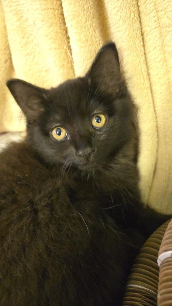 Enlarge Lilo, a Adoptable mixed breed in Hagaman, NY image 2/5