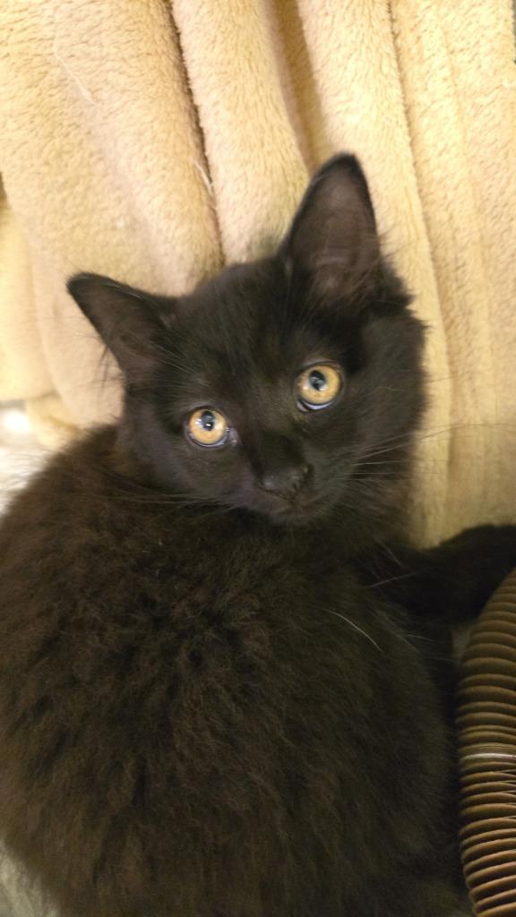 Lilo, Adoptable, Young Female Domestic Long Hair.