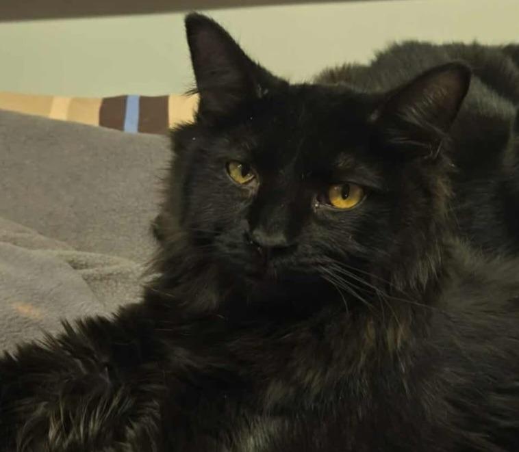 Enlarge Lilo, a Adoptable mixed breed in Hagaman, NY image 3/5