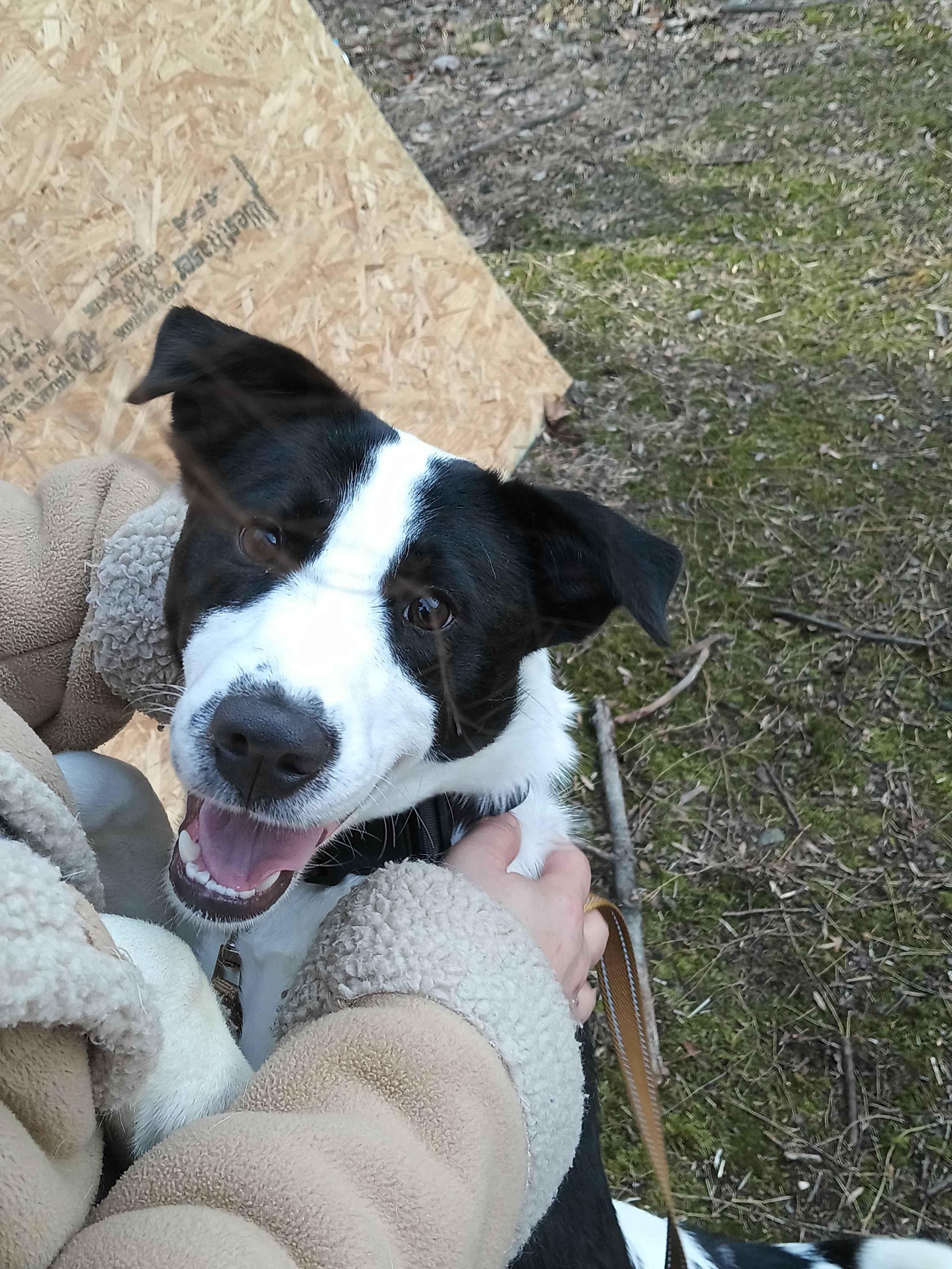 Myra, adopted, Puppy Female Labrador Retriever & Border Collie.