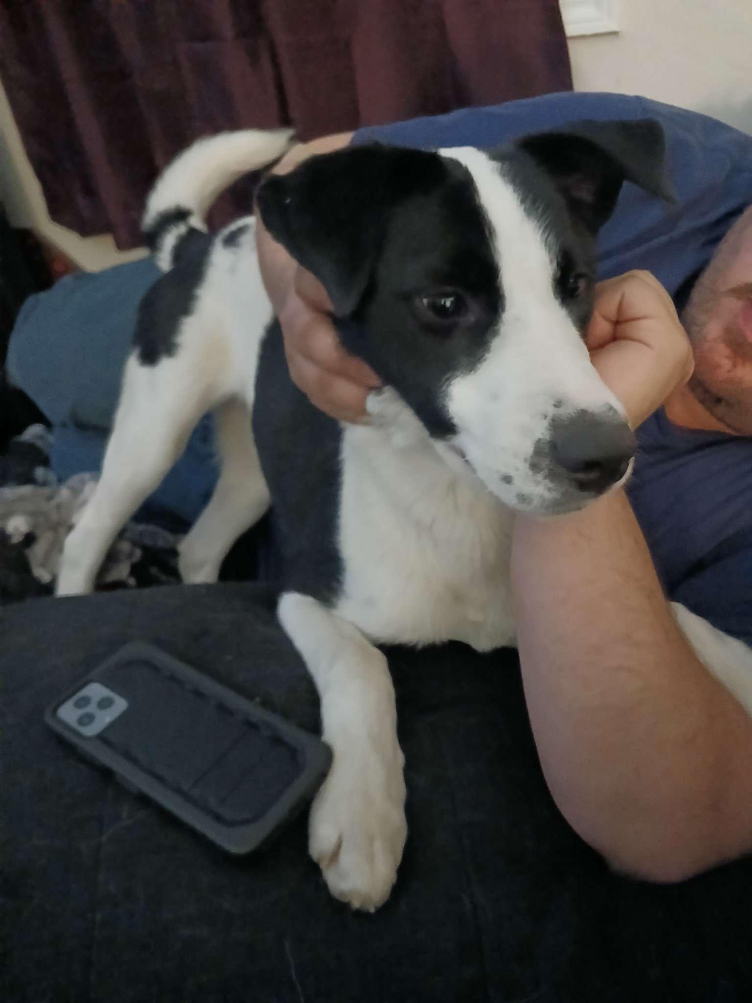 Myra, an adopted mixed breed in Roanoke, VA image 3/4