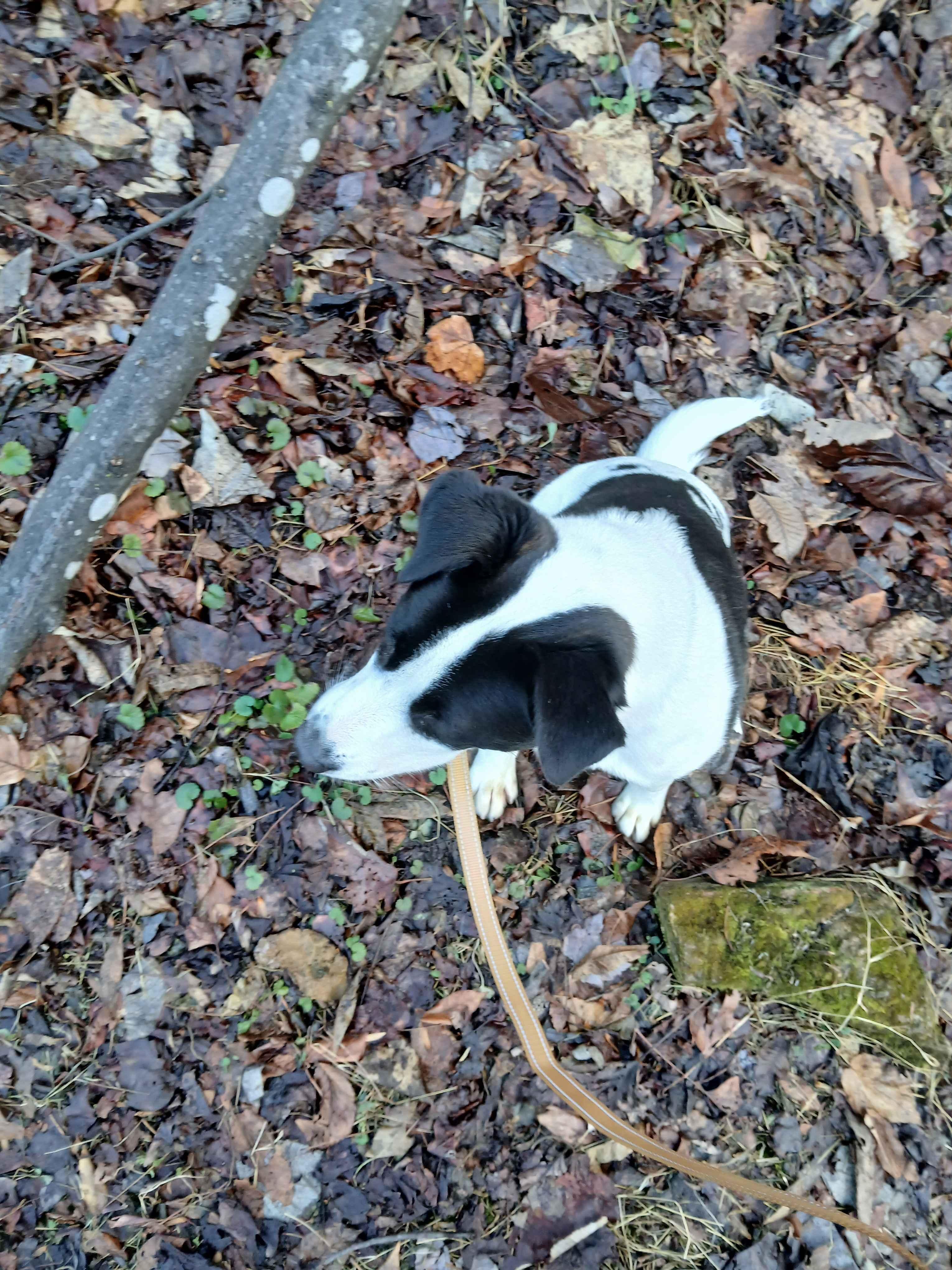 Enlarge Myra, a ADOPTABLE Mixed Breed in Roanoke, VA image 2/4