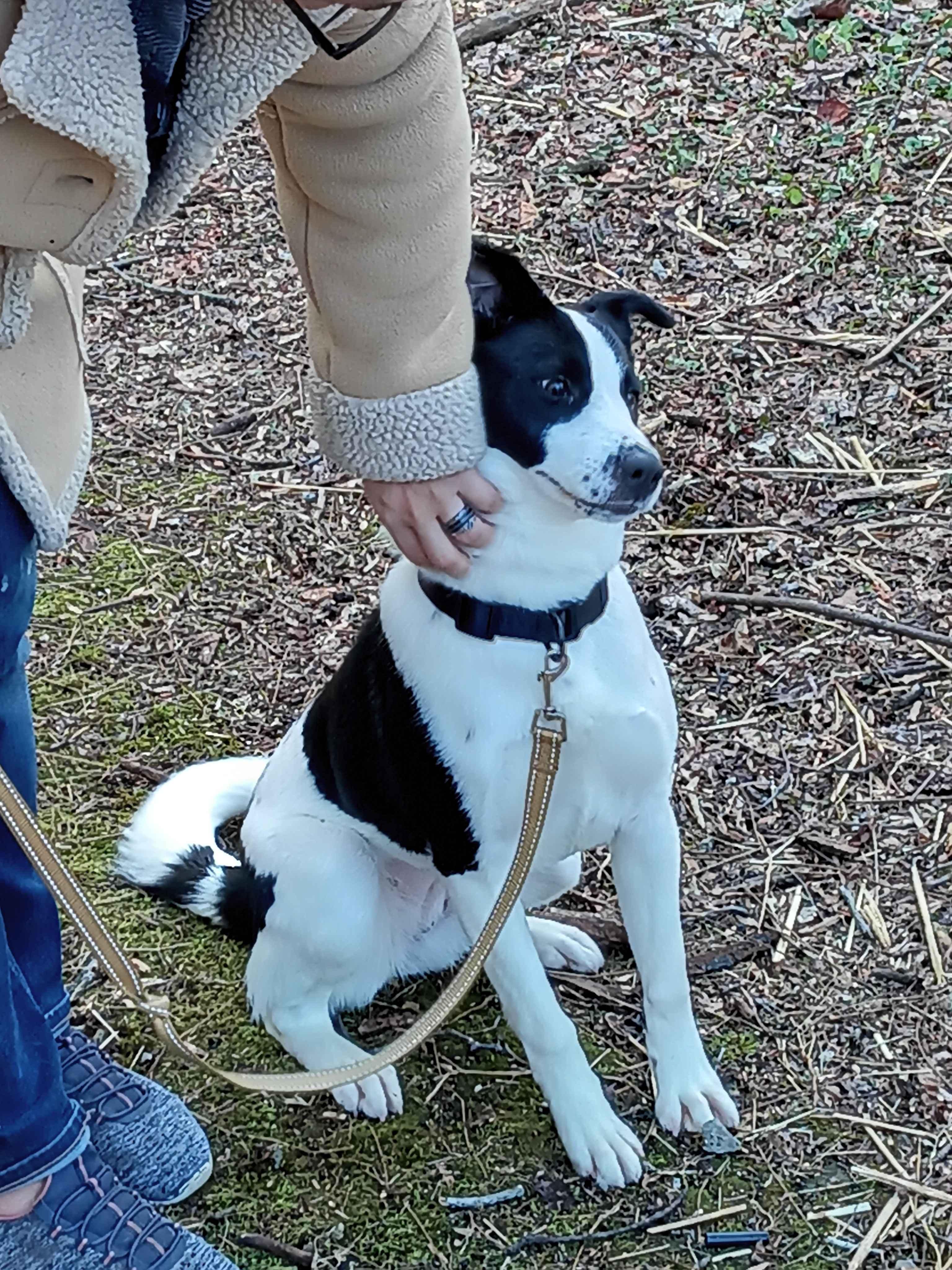 Myra, an adopted mixed breed in Roanoke, VA image 2/4