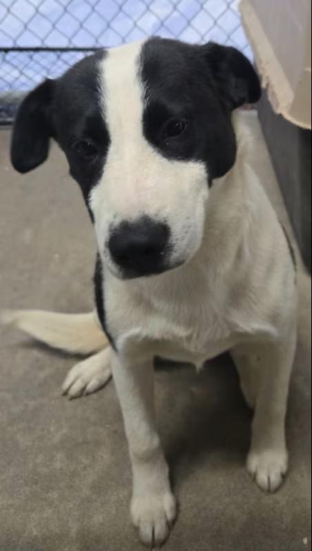 Enlarge Myra, a ADOPTABLE Mixed Breed in Roanoke, VA image 1/4