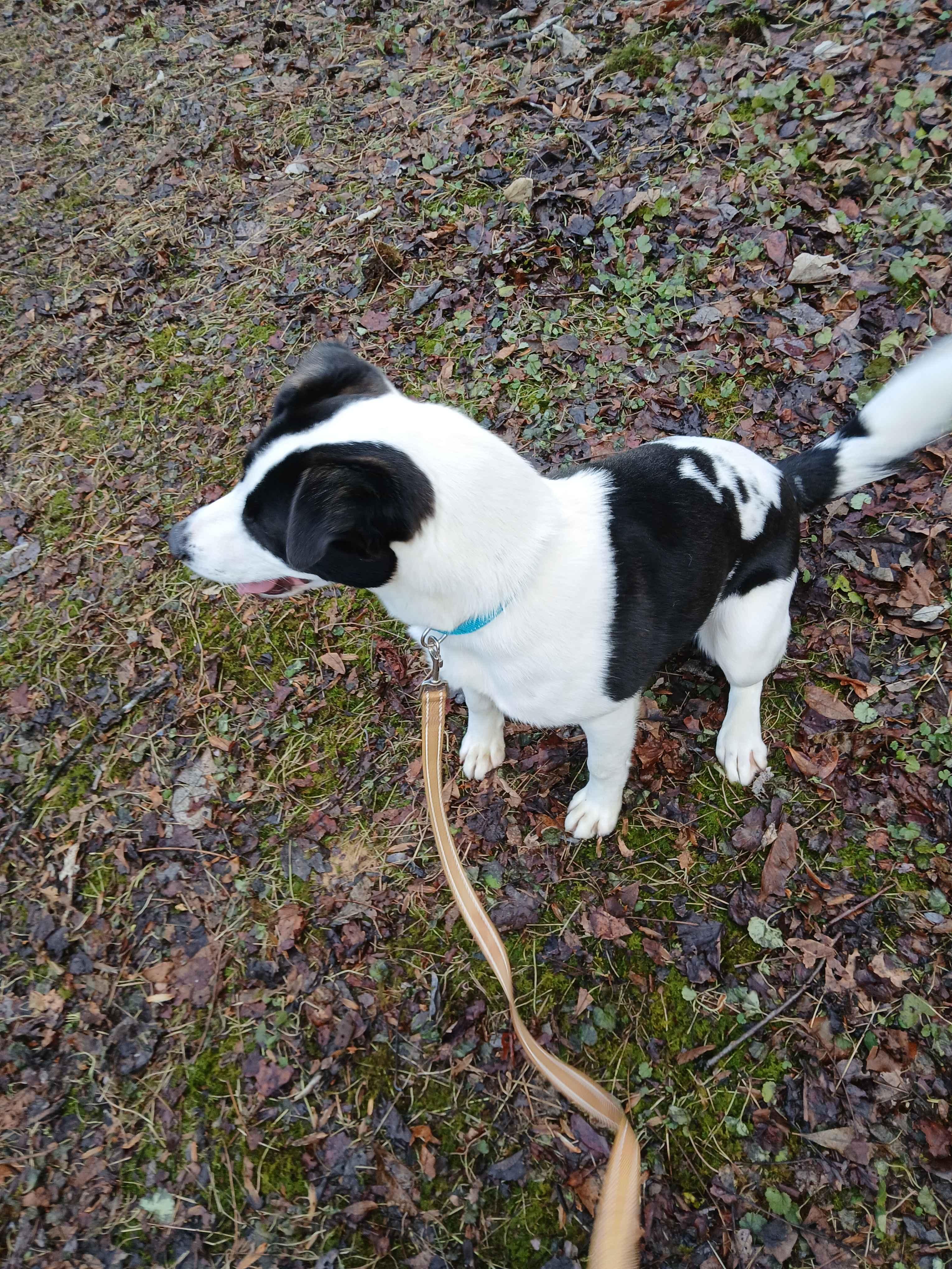 Enlarge Myra, a ADOPTABLE Mixed Breed in Roanoke, VA image 3/4