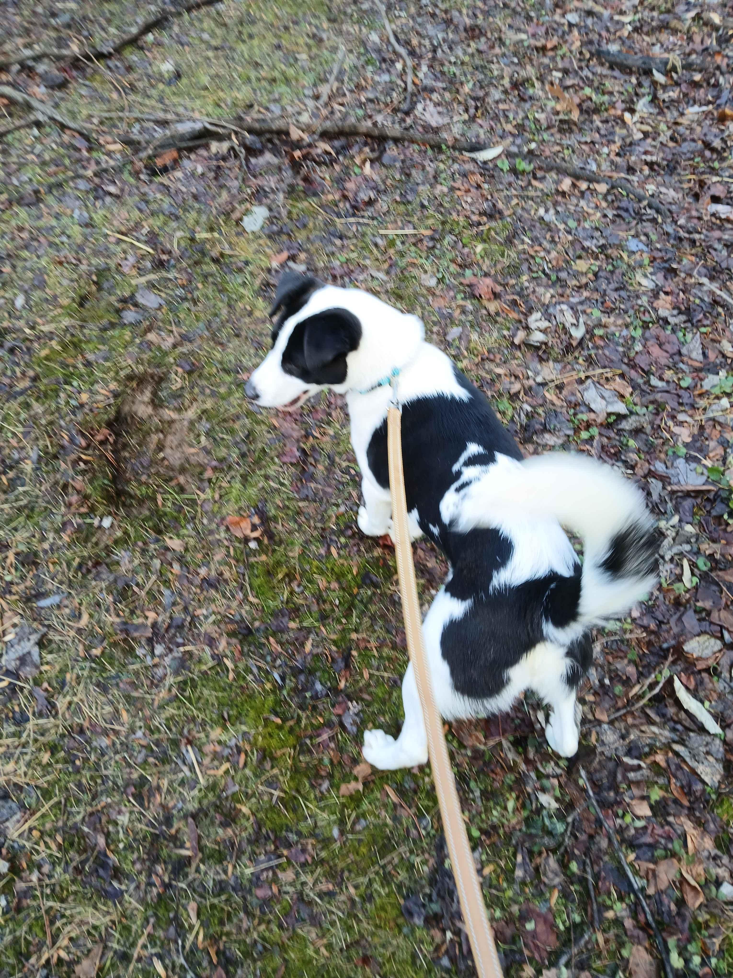 Enlarge Myra, a ADOPTABLE Mixed Breed in Roanoke, VA image 4/4