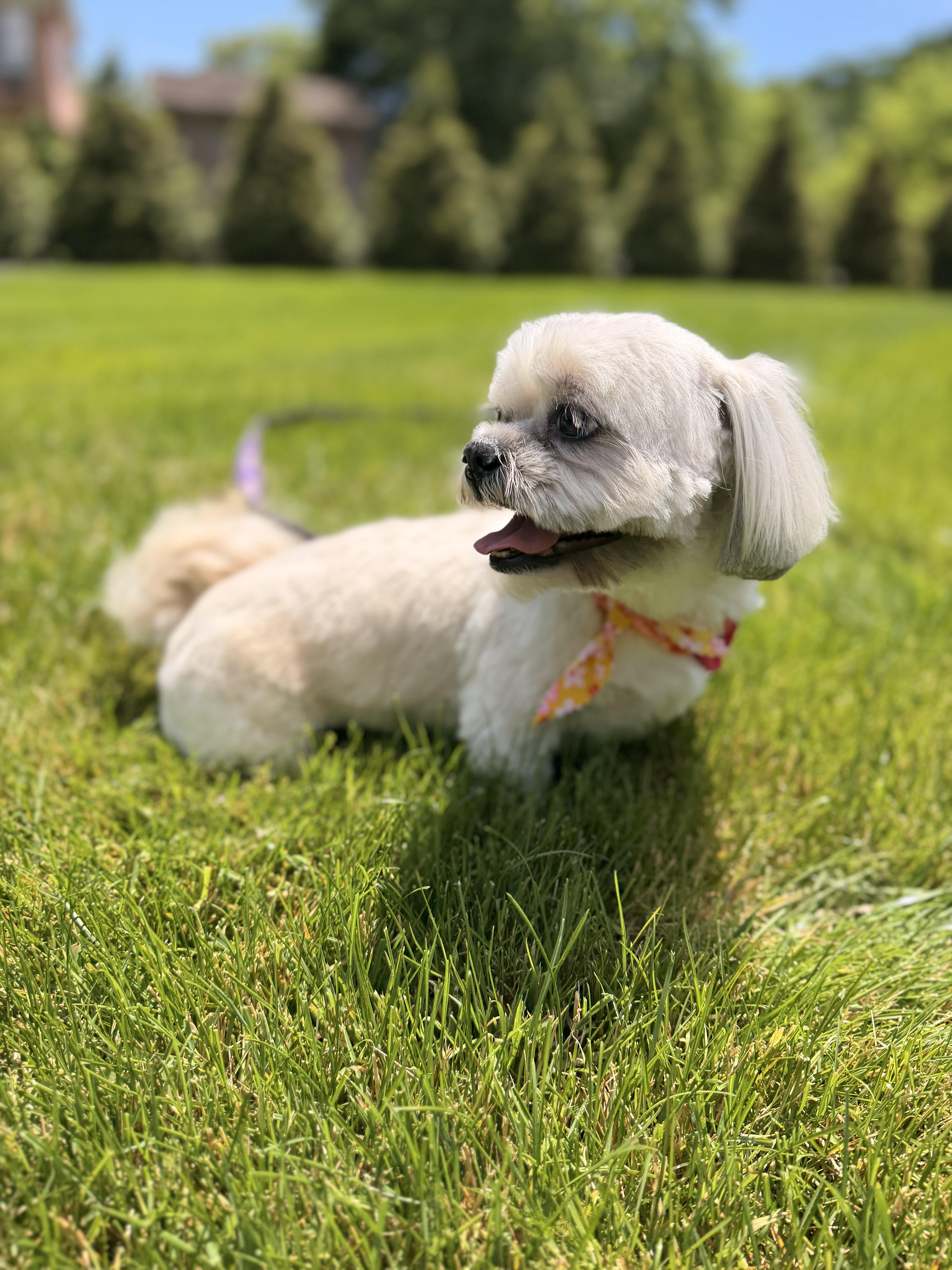 Mia, an adopted mixed breed in Thornwood, NY image 5/6