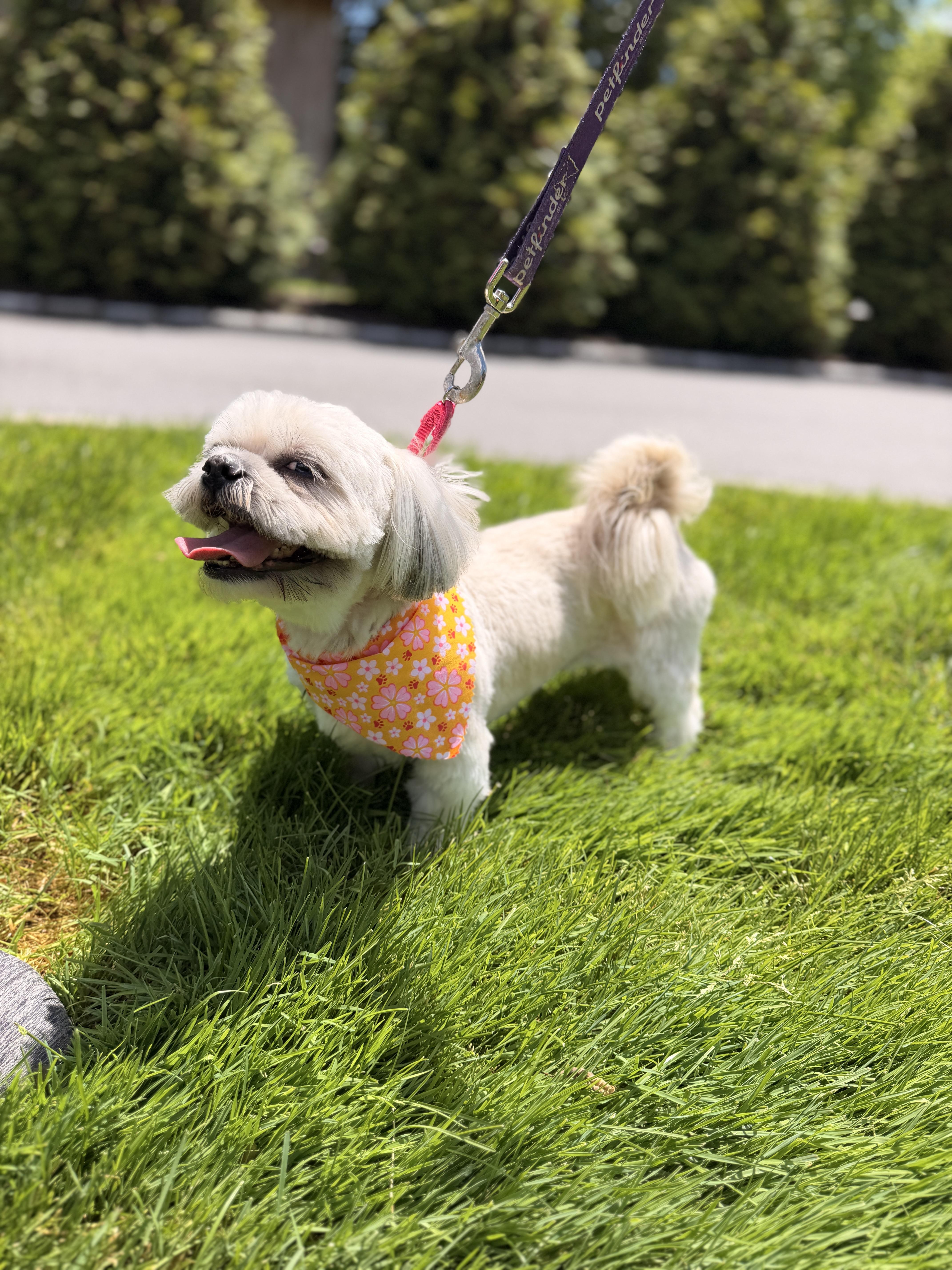 Mia, an adopted mixed breed in Thornwood, NY image 3/6