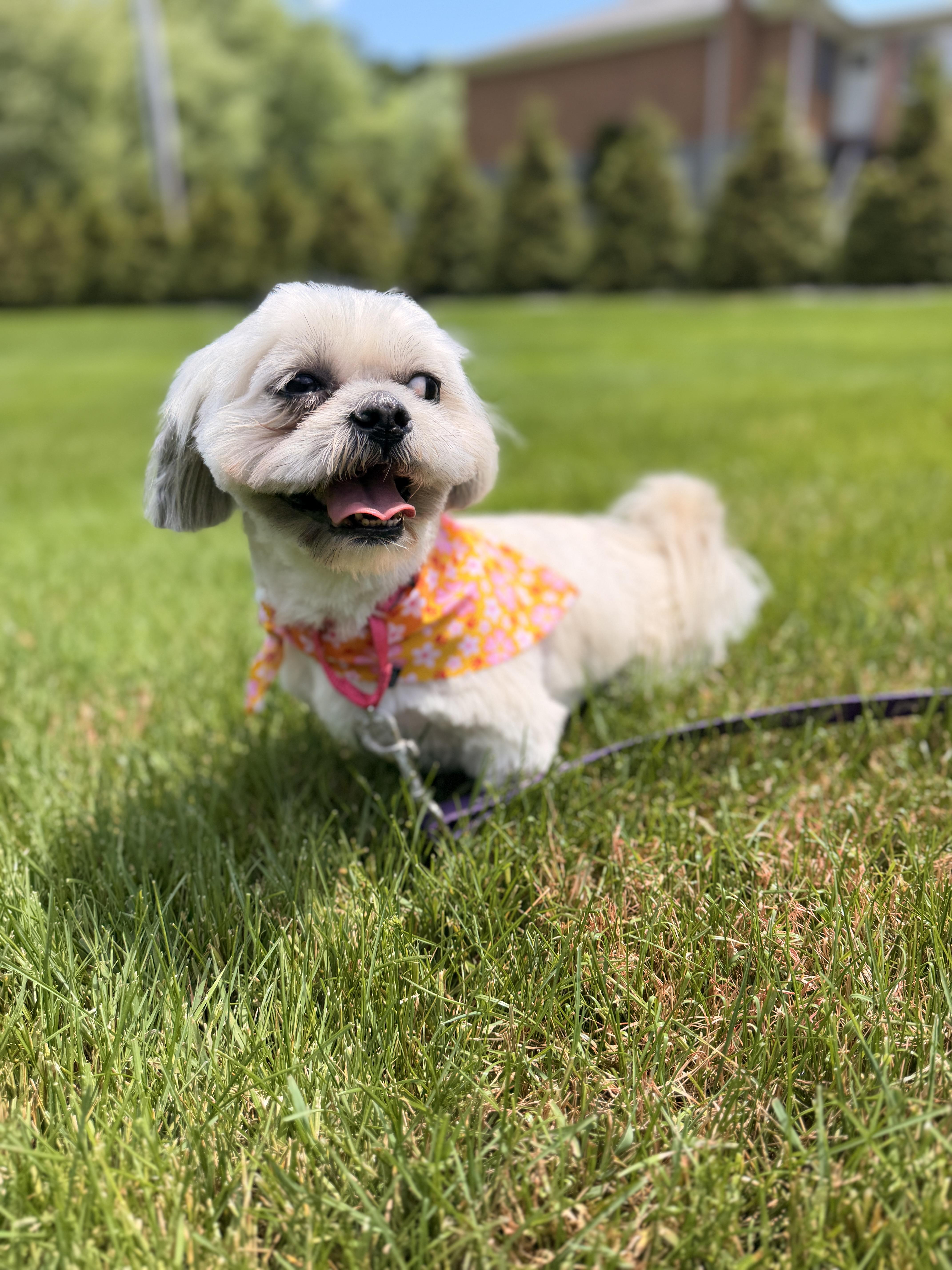 Mia, an adopted mixed breed in Thornwood, NY image 4/6