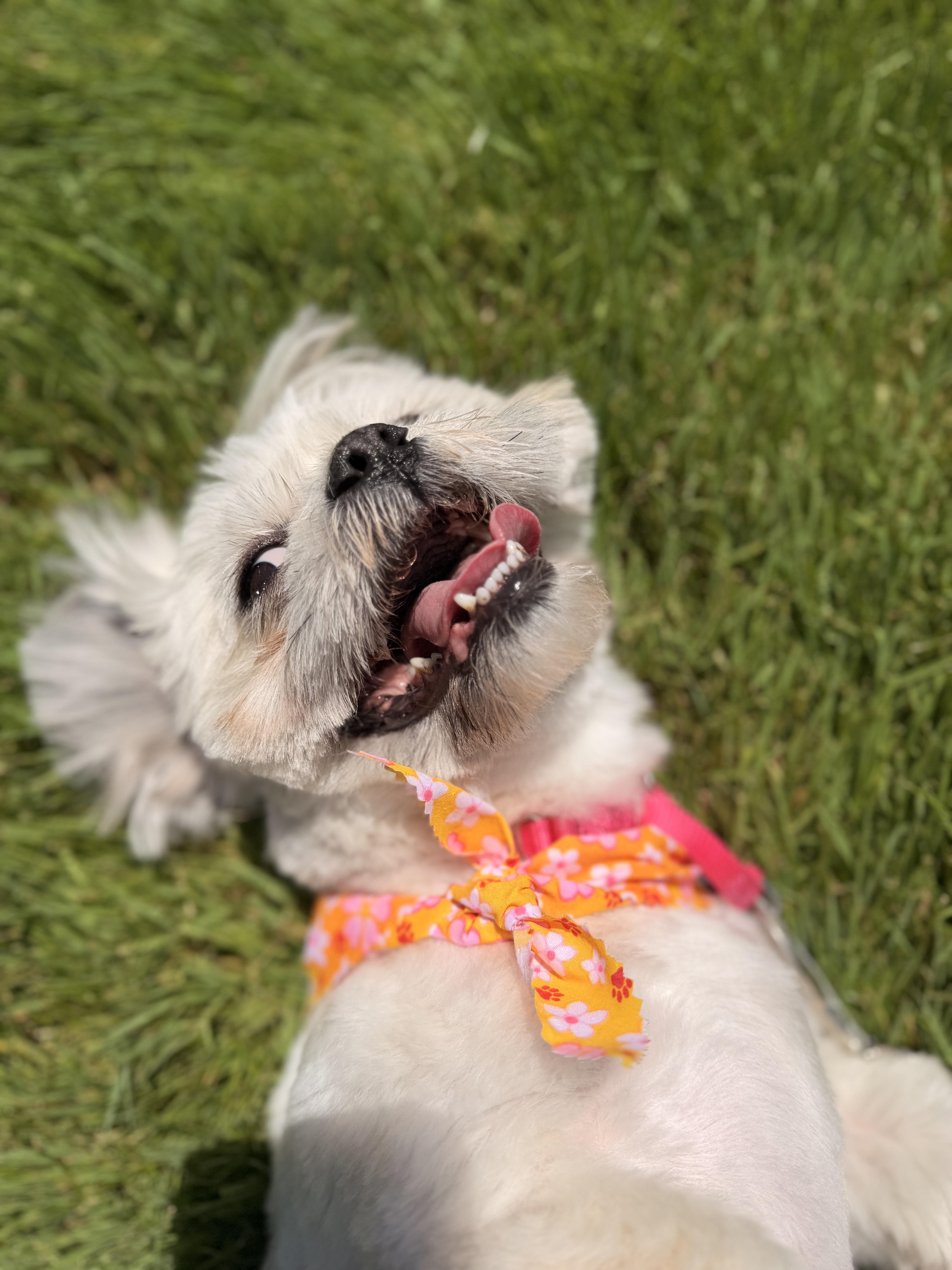 Mia, an adopted mixed breed in Thornwood, NY image 6/6