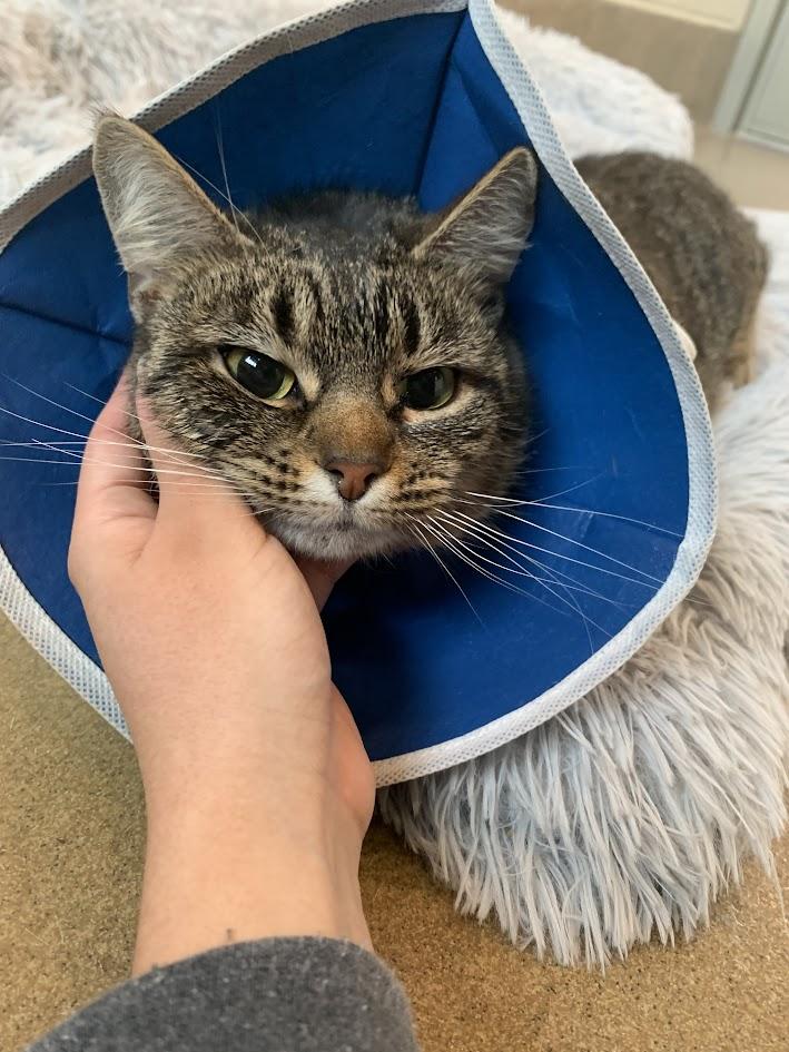 Enlarge Cherry Pie, an adopted Domestic Short Hair in Winchester, VA image 1/2