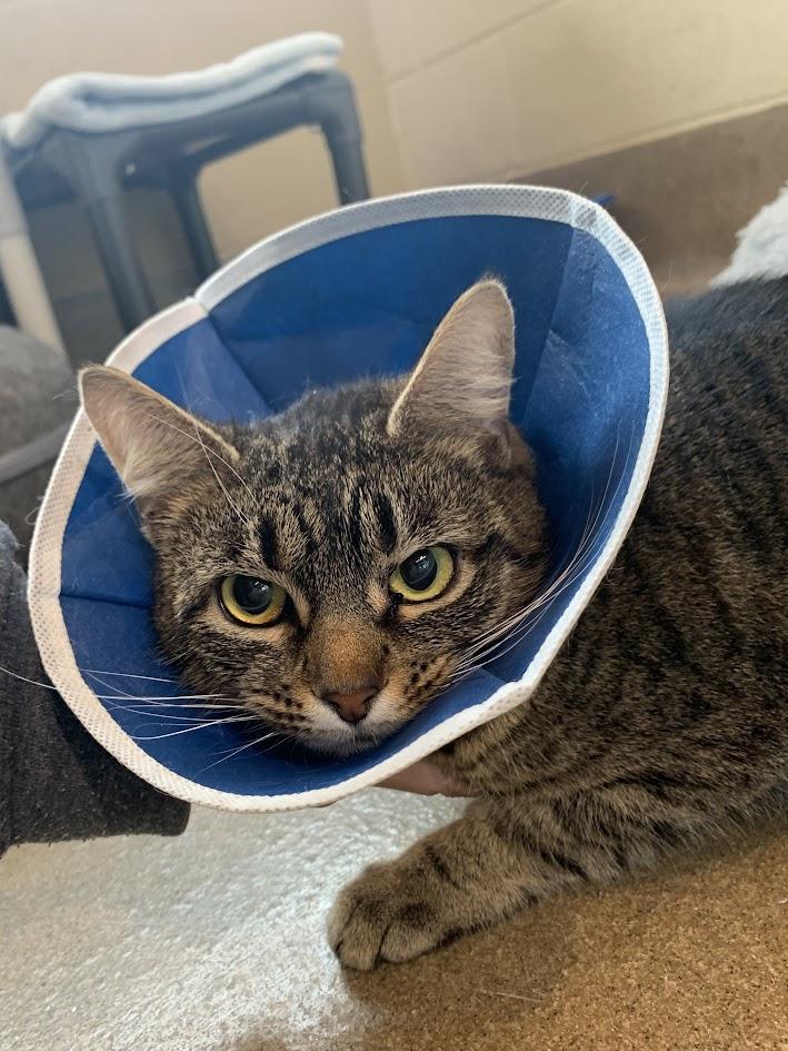 Enlarge Cherry Pie, an adopted Domestic Short Hair in Winchester, VA image 2/2