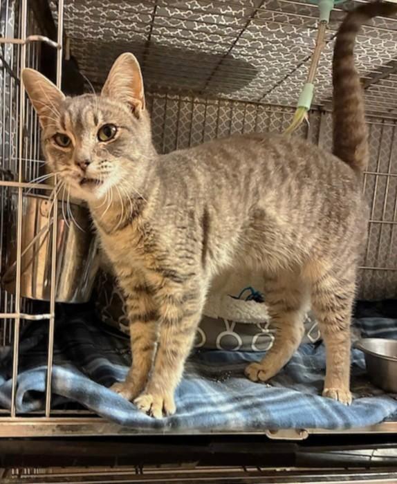 Enlarge Alex, an adopted mixed breed in Austin, TX image 3/4