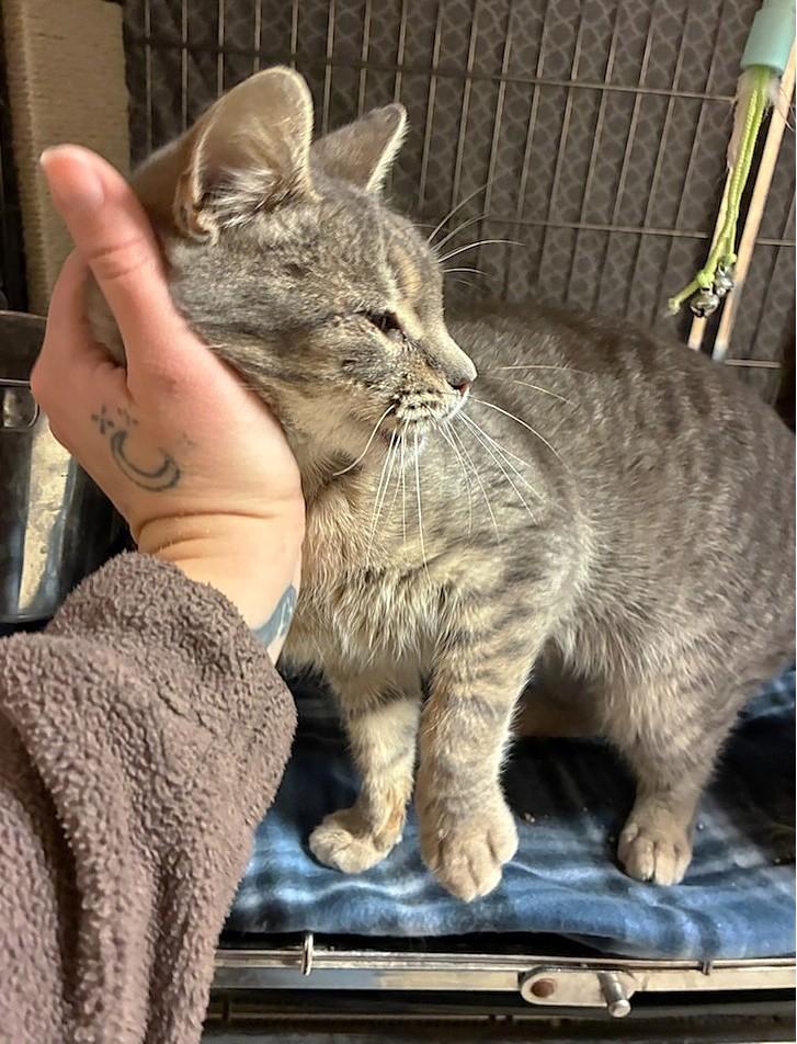 Enlarge Alex, an adopted mixed breed in Austin, TX image 4/4