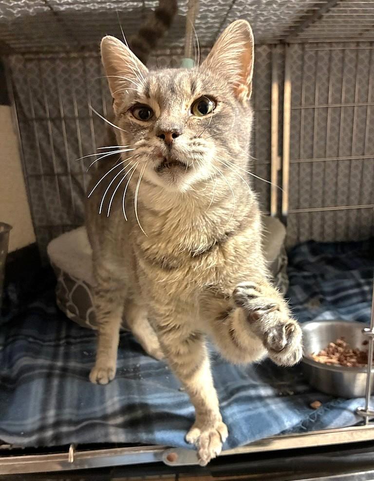 Enlarge Alex, an adopted mixed breed in Austin, TX image 2/4