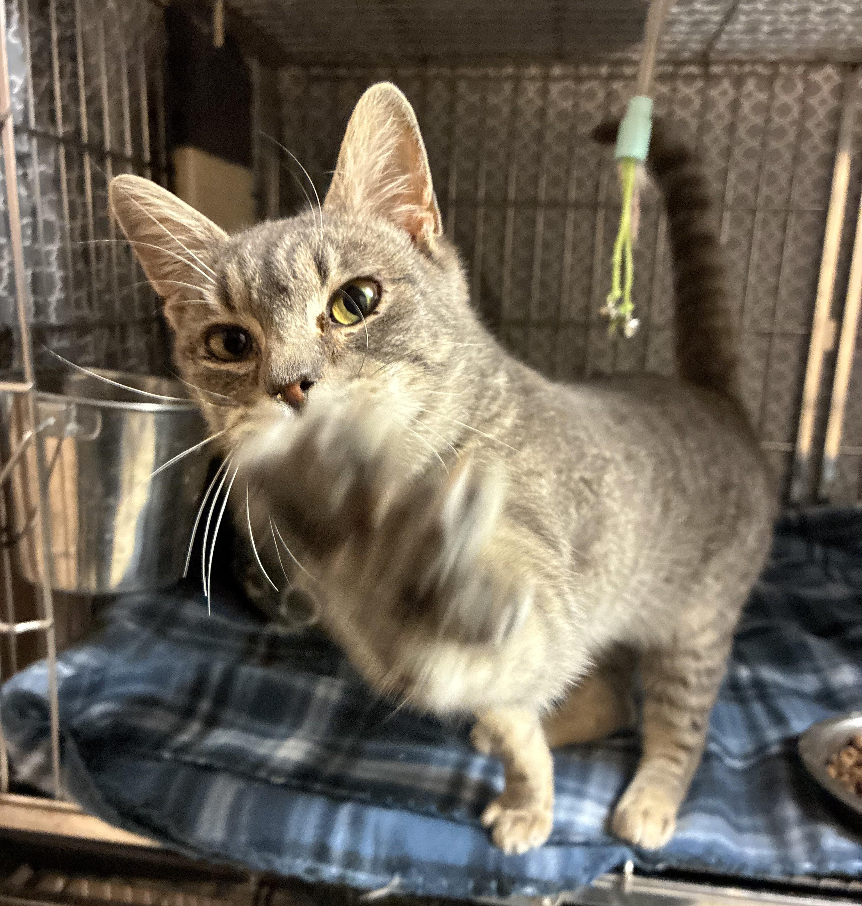 Alex, ADOPTABLE, Young Female Tabby.