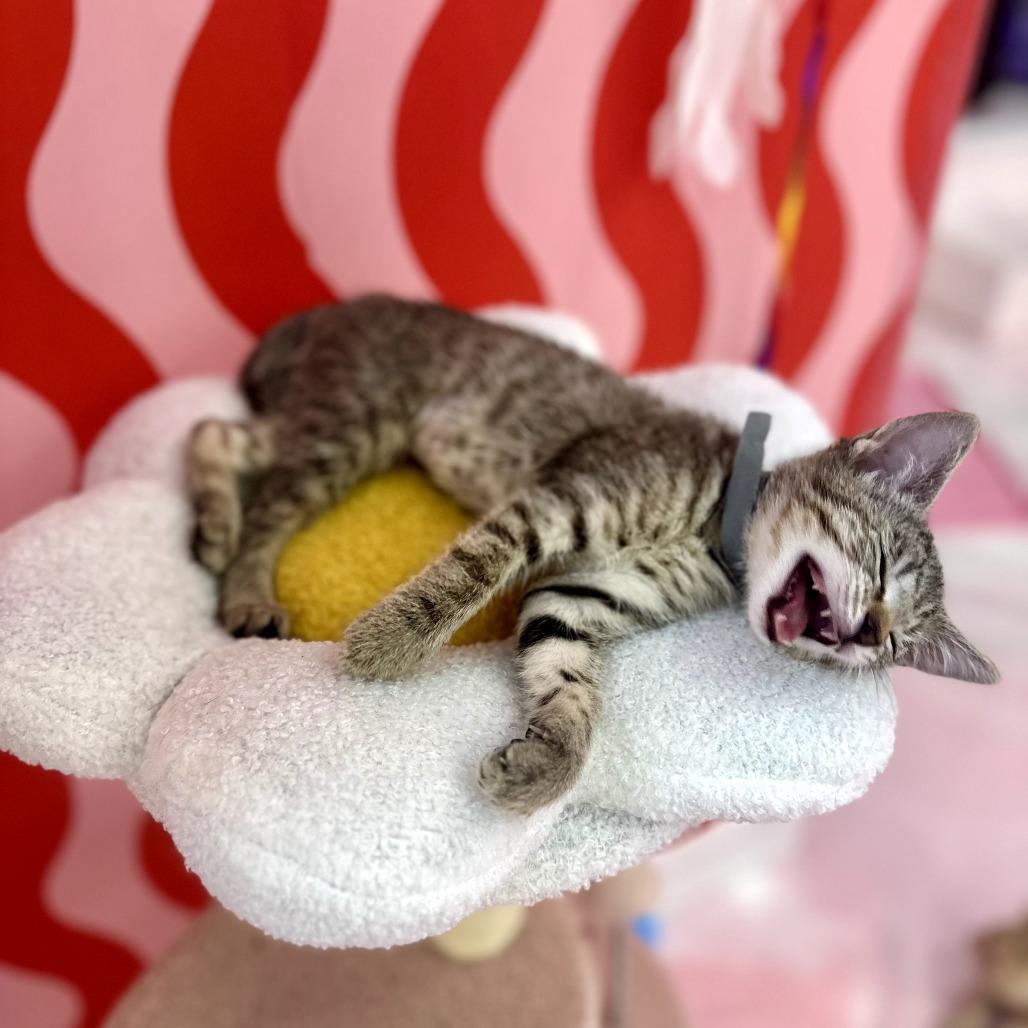 Lola, a Adoptable Domestic Short Hair in Forest Park, IL image 1/2