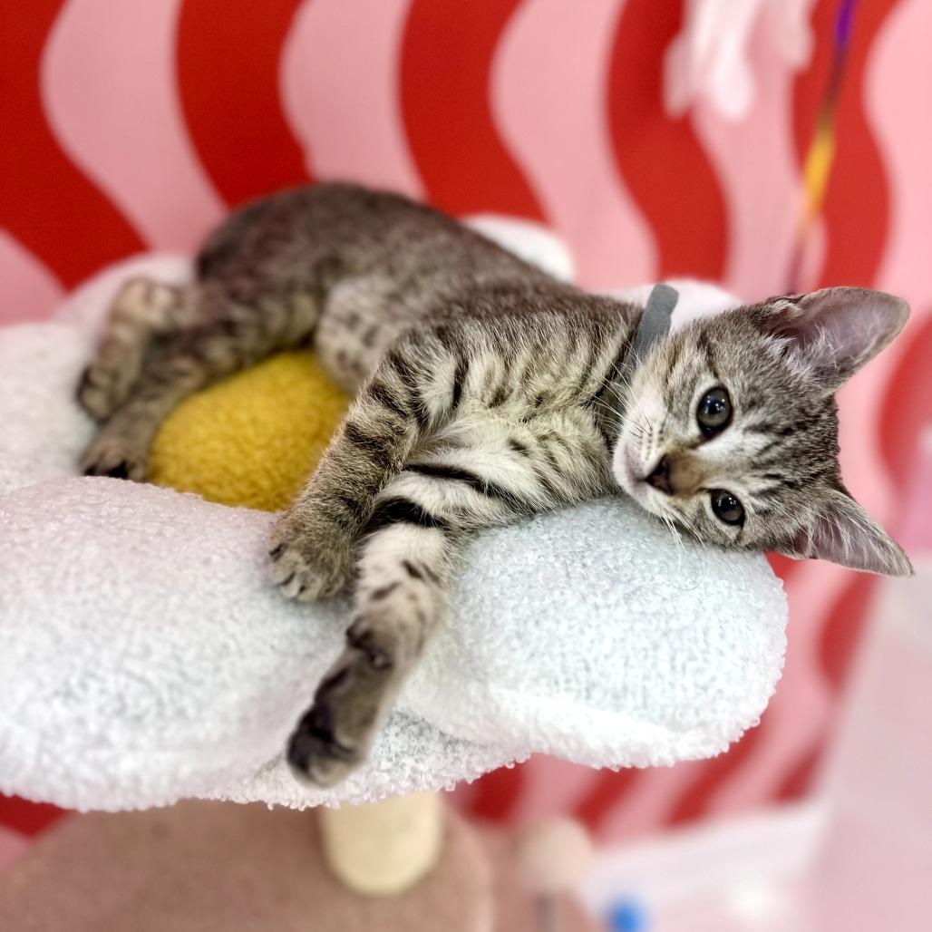 Lola, a Adoptable Domestic Short Hair in Forest Park, IL image 2/2
