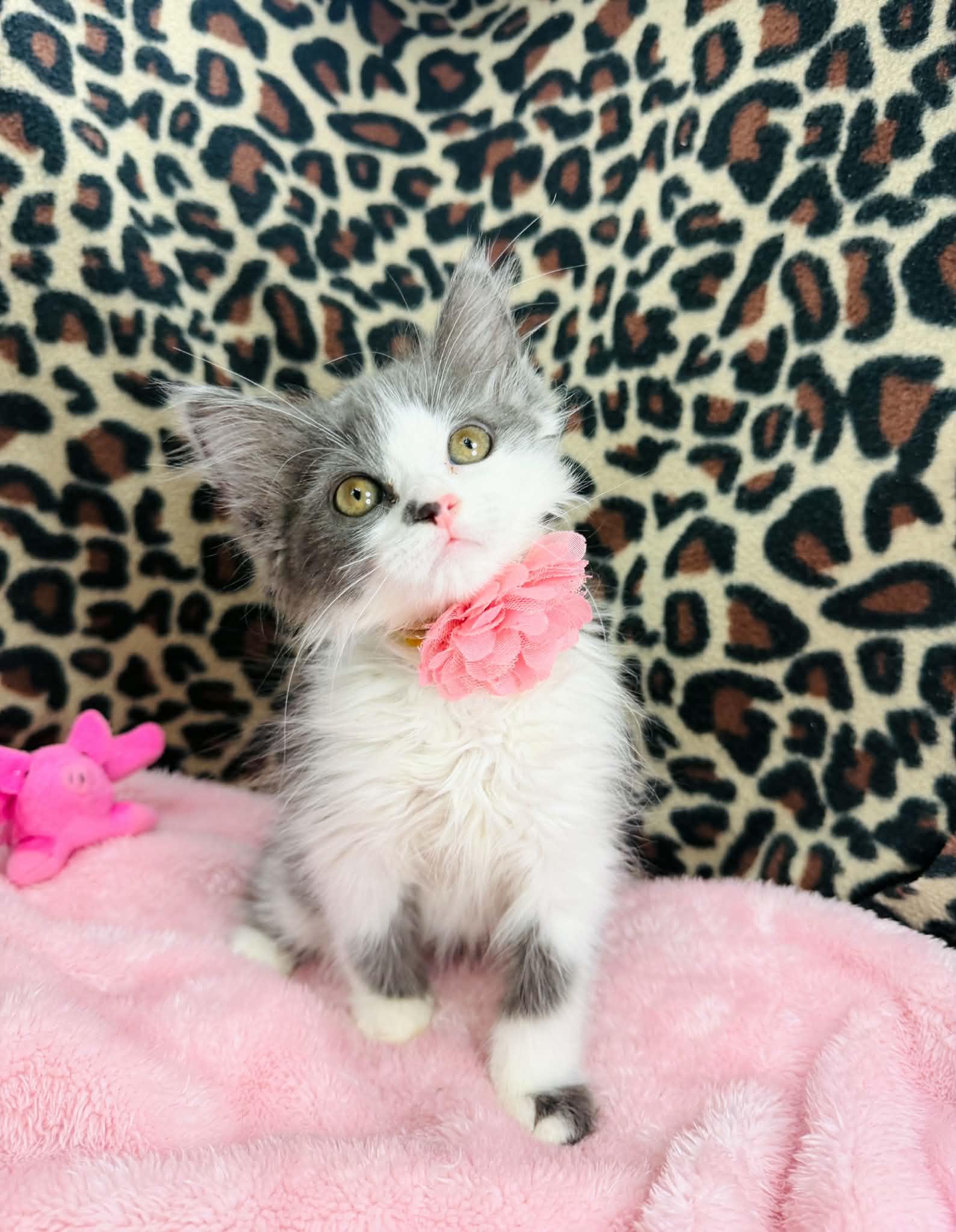 Brooke, adopted, Kitten Female Ragamuffin & Domestic Long Hair.