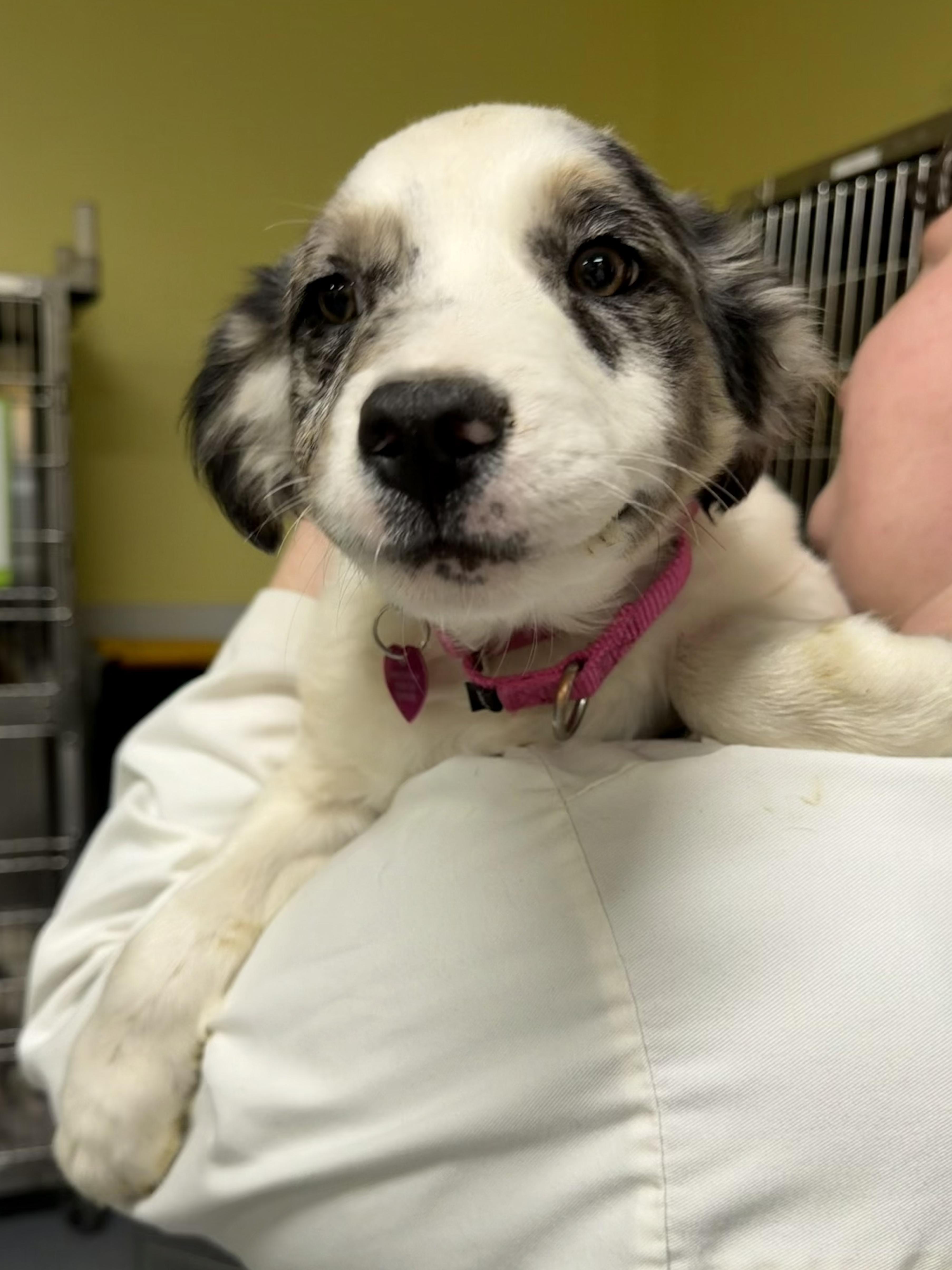 Enlarge Tonic, a ADOPTABLE mixed breed in Uxbridge, MA image 1/1