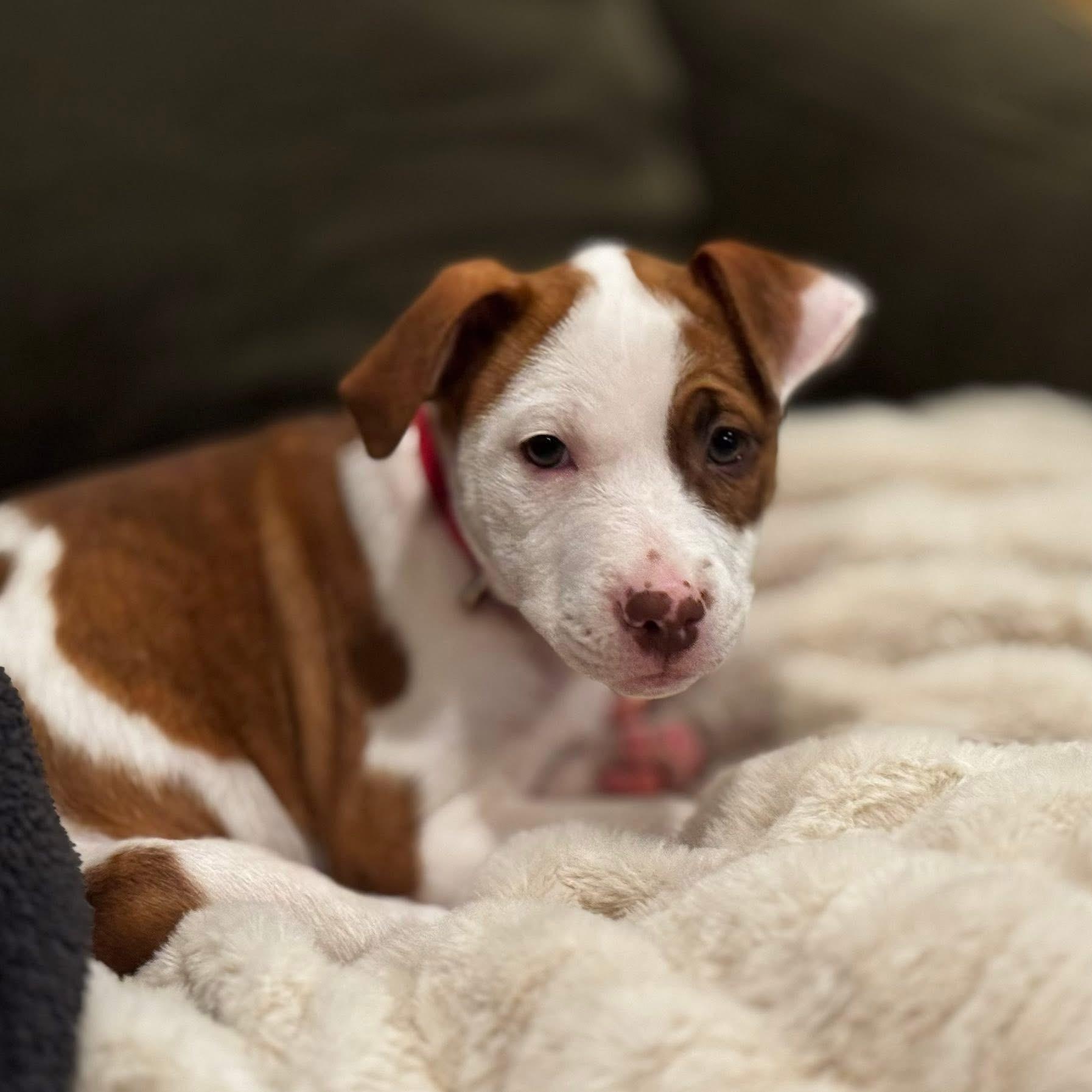 Enlarge Athena, a ADOPTABLE mixed breed in Collingswood, NJ image 3/3